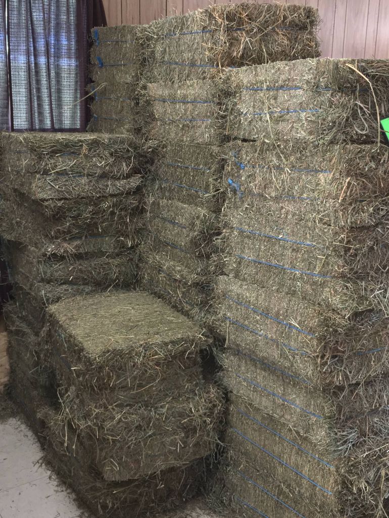 Stacks of square hay bales in a room, bound with blue twine, against a dark curtain.