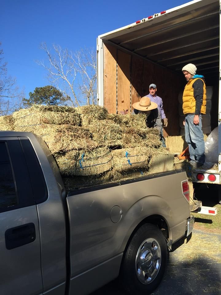 Two people loading hay bales from a truck into a pickup truck on a sunny day.