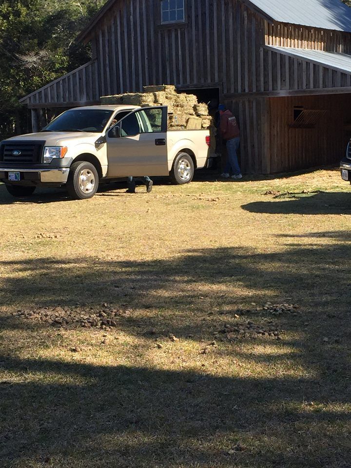 Tan pickup truck loaded with hay bales parked in front of a wooden barn; person loading hay.