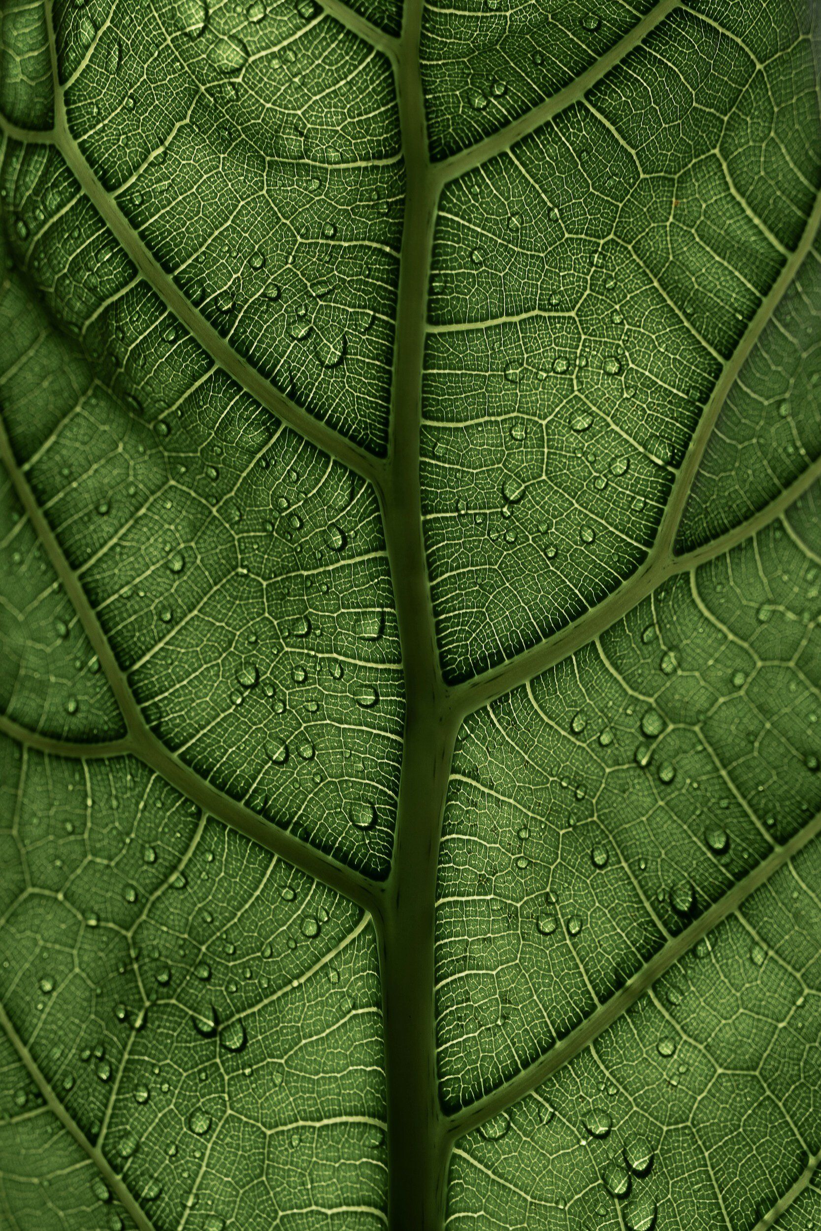 A close up of a green leaf with water drops on it.