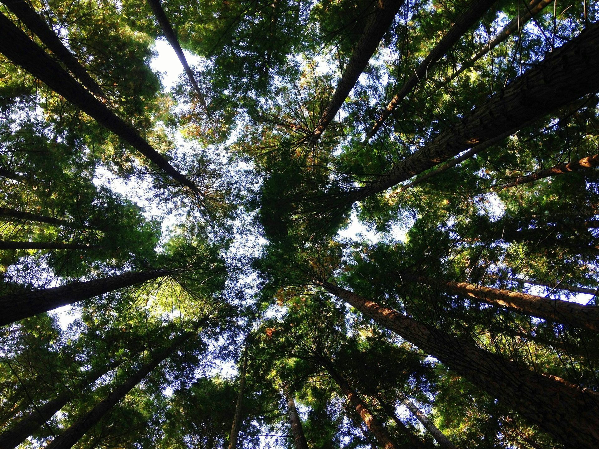 Looking up at the trees in a forest