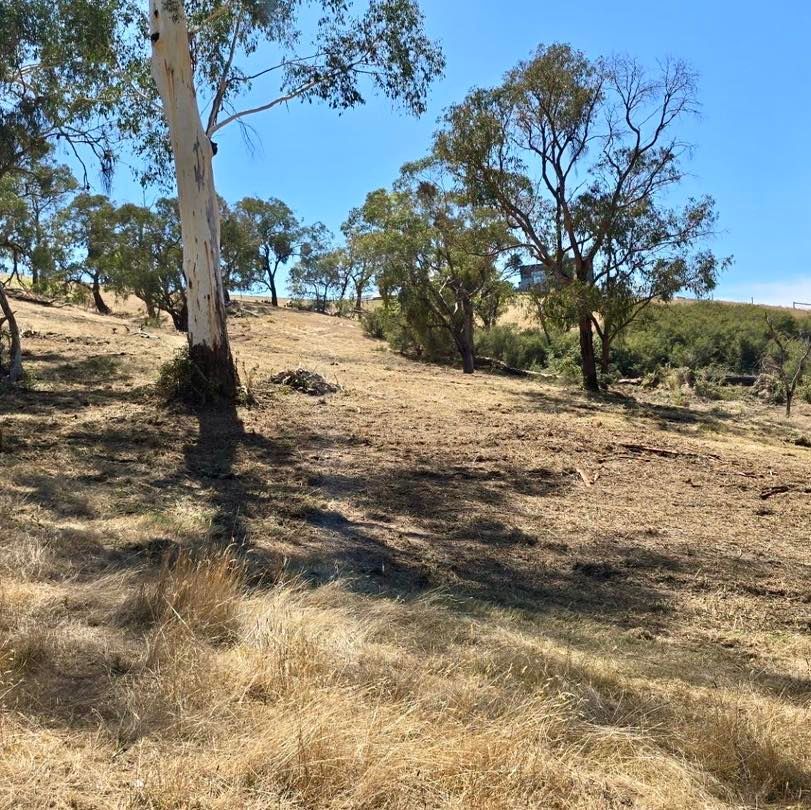 A dry, grassy hillside dotted with eucalyptus trees under a bright blue sky.