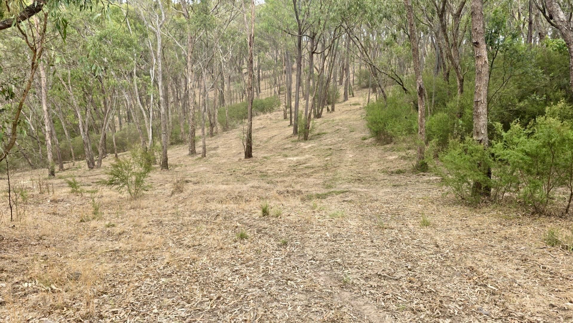 A yellow excavator clears a field of trees, with cut branches and debris scattered around. Forest in background. A yellow excavator clears a field of trees, with cut branches and debris scattered around. Forest in background.