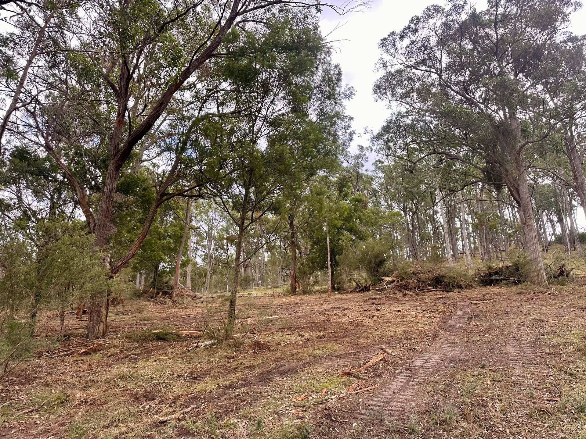 Orange Case skid steer clearing vegetation on a grassy hillside, with trees and bushes in the background. Orange Case skid steer clearing vegetation on a grassy hillside, with trees and bushes in the background.
