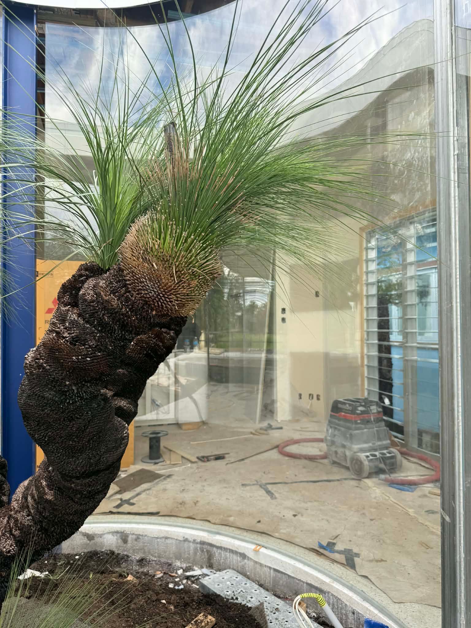 A Grass Tree With a Textured Trunk and Vibrant Green Leaves — Glass Pool Windows Australia In Bulahdelah, NSW