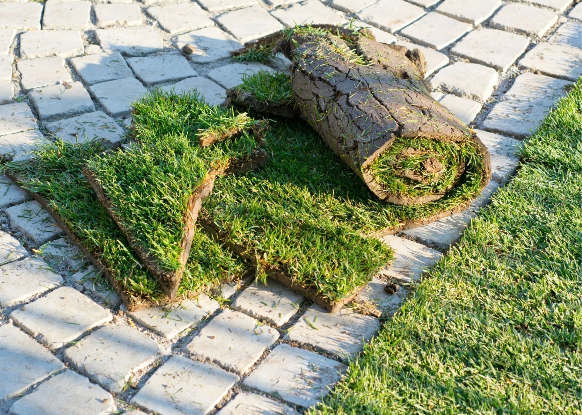 Landscape SOD and grass maintenance & installation