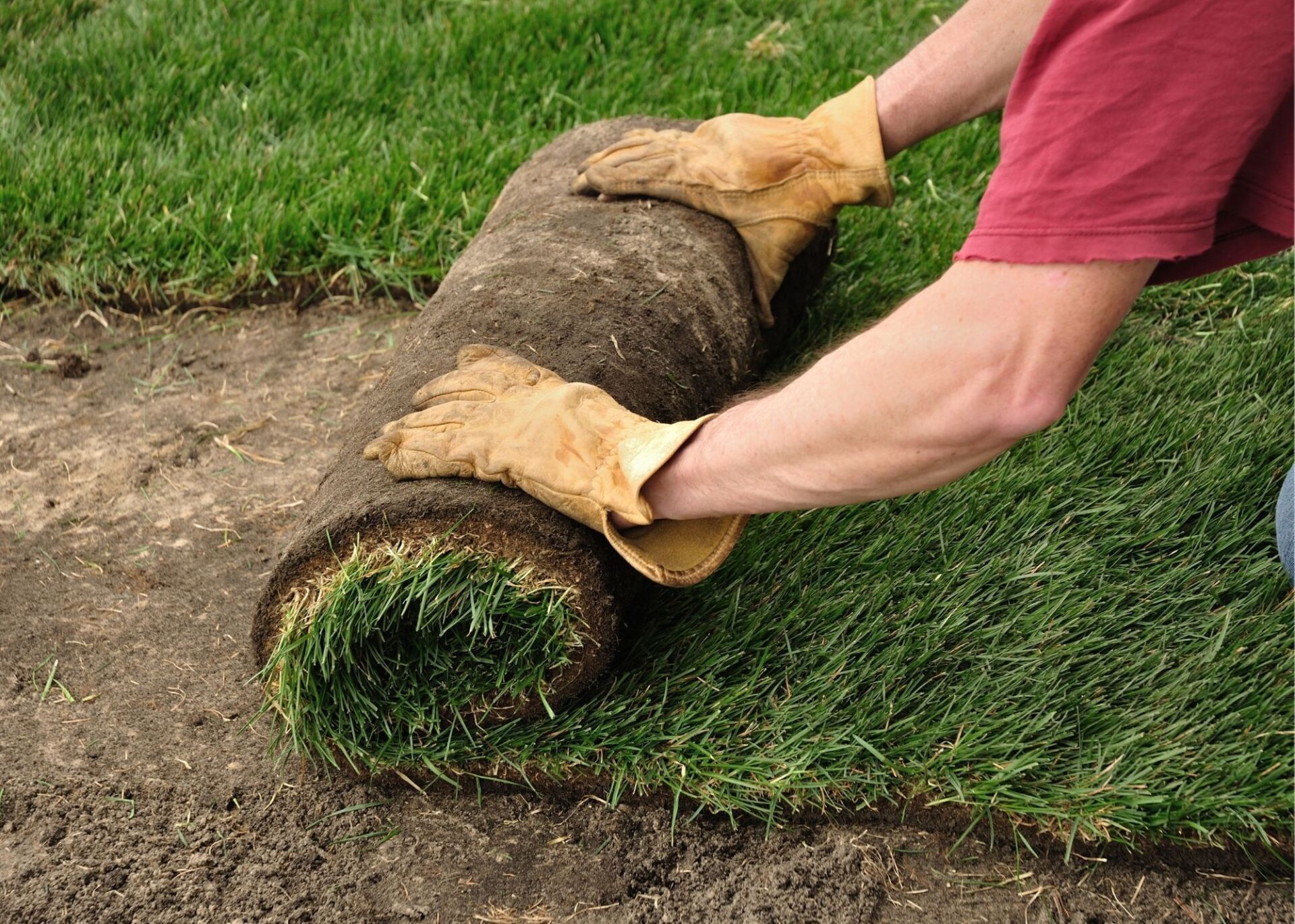 Maple Ridge Landscape SOD
