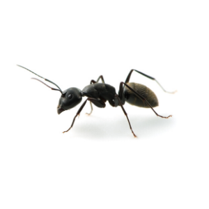 ant