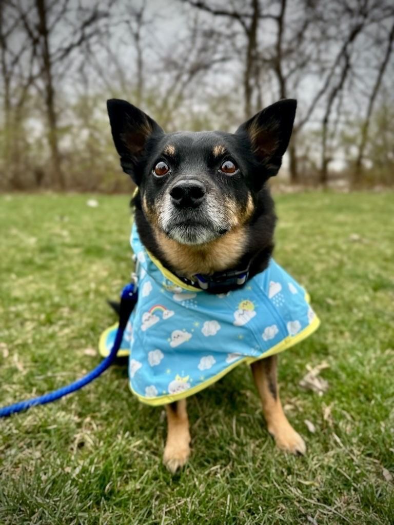 Black and tan dog wearing a blue raincoat with clouds and smiling at the camera on a grassy lawn.