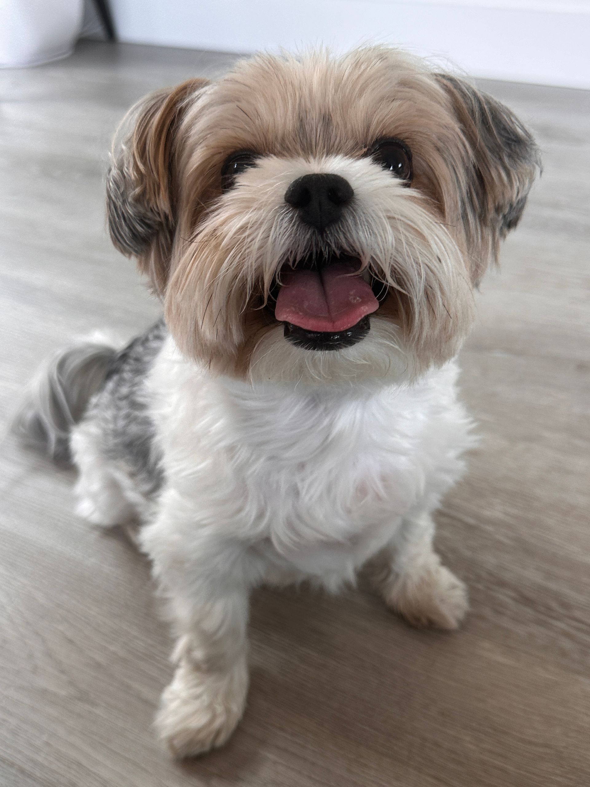 Happy, small Biewer terrier with brown, grey and white fur, tongue out, sitting on a wooden floor.