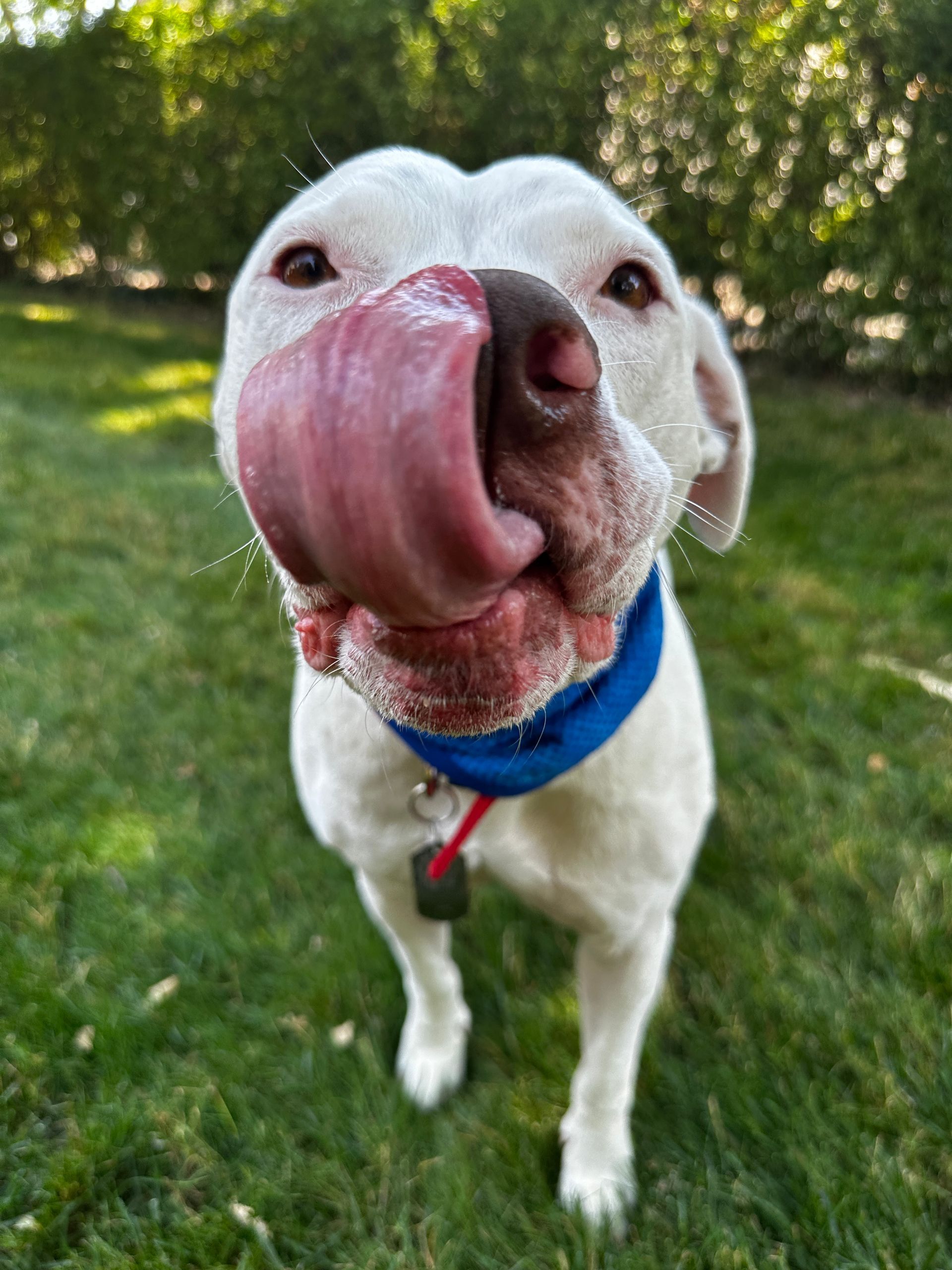 White dog with long tongue licking its nose, wearing a blue collar, standing on grass.