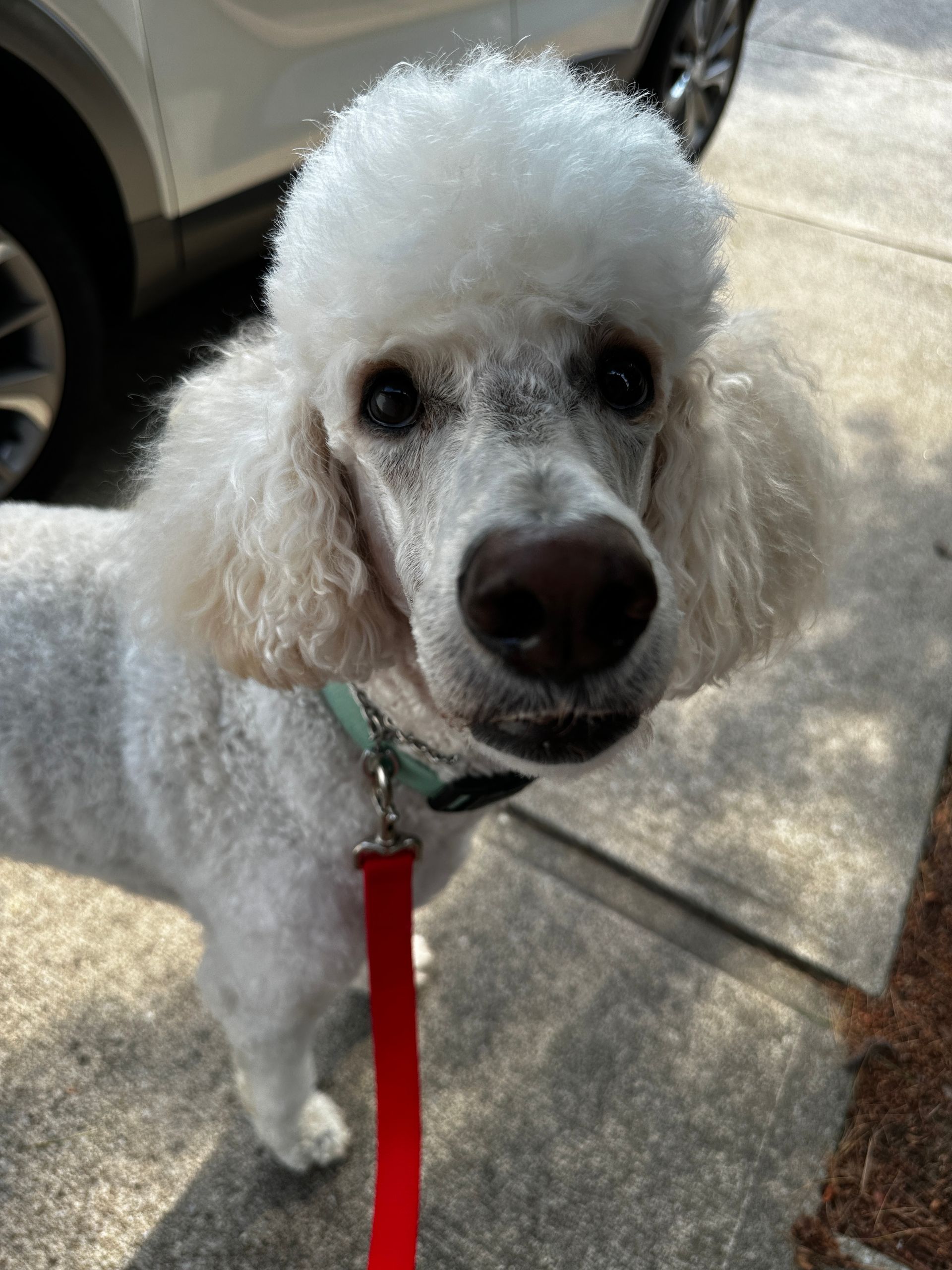 White poodle with curly hair, wearing a teal collar and red leash, looks at the camera.