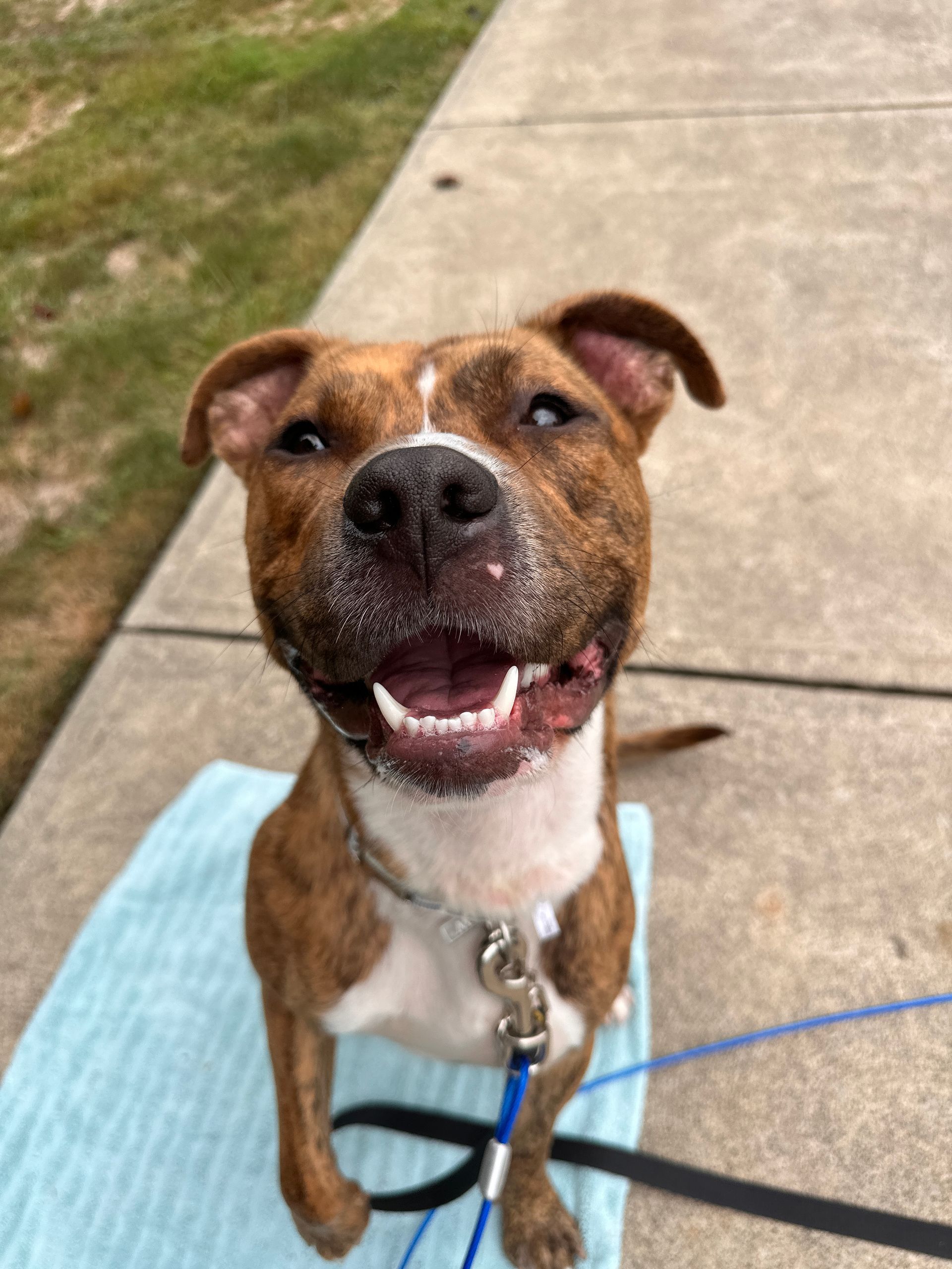 Happy brindle and white dog smiling, sitting on a blue towel on a sidewalk, leash attached.