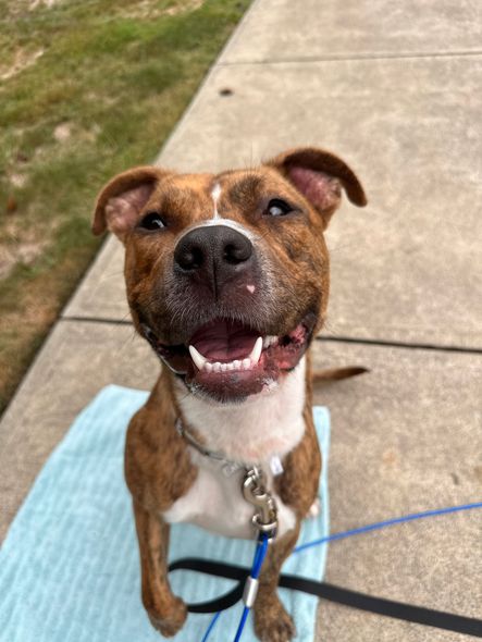 Happy brindle and white dog smiling, sitting on a blue towel on a sidewalk, leash attached.
