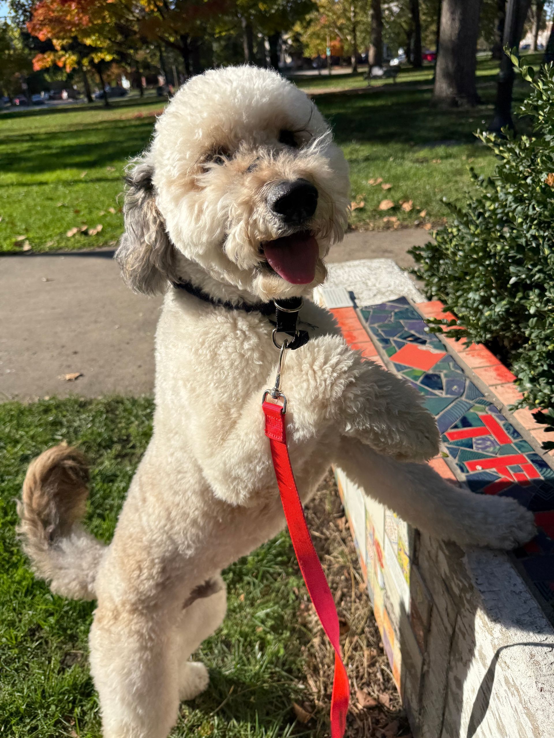 White dog with a short haircut, standing on hind legs, 