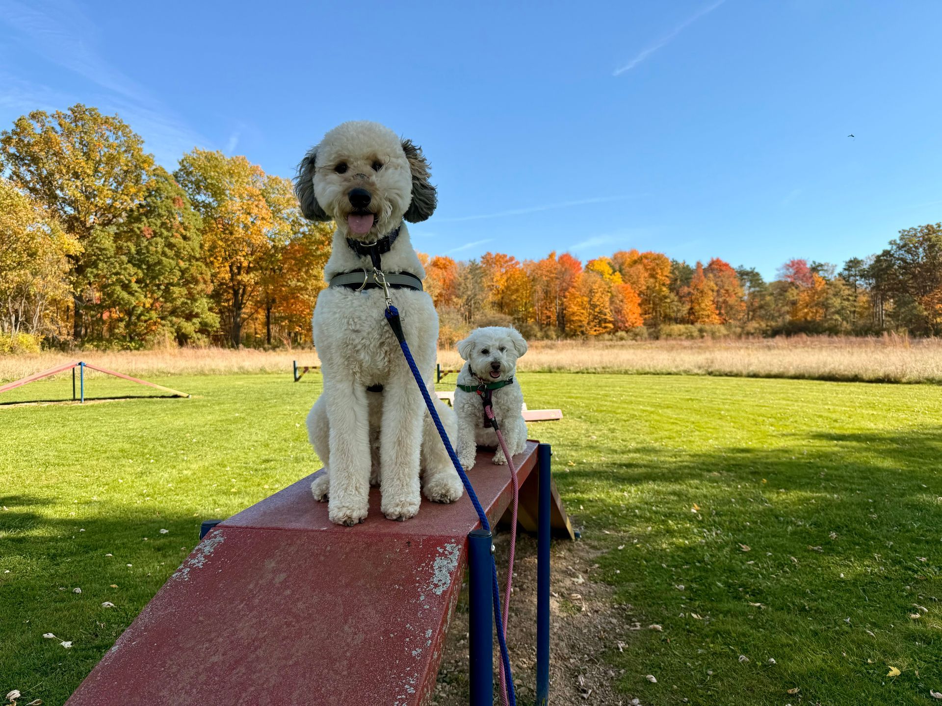 Two white dogs on an agility ramp, surrounded by a grassy field and autumn trees under a blue sky.
