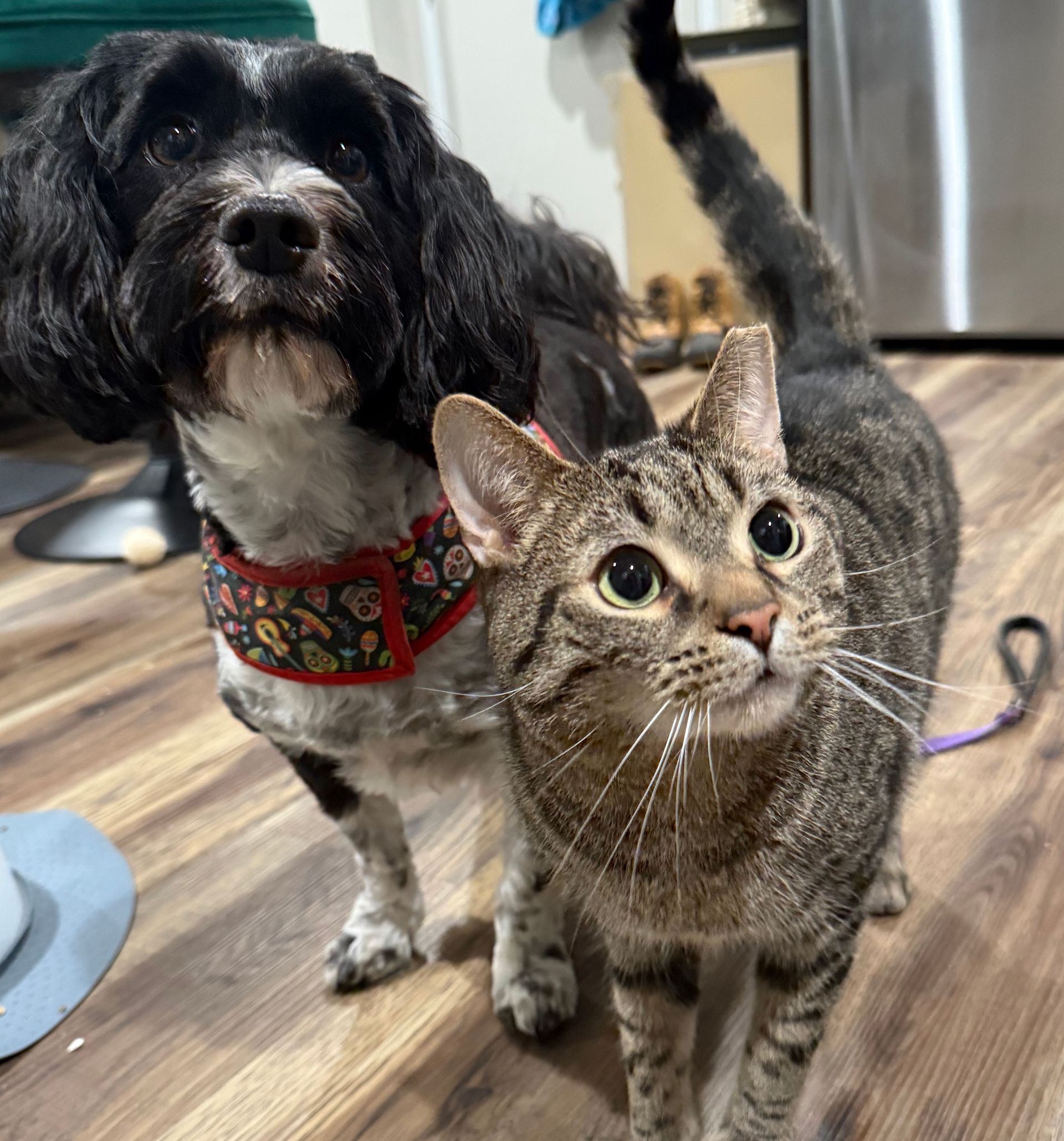Dog with floral collar stands next to a tabby cat on a hardwood floor, both looking up.