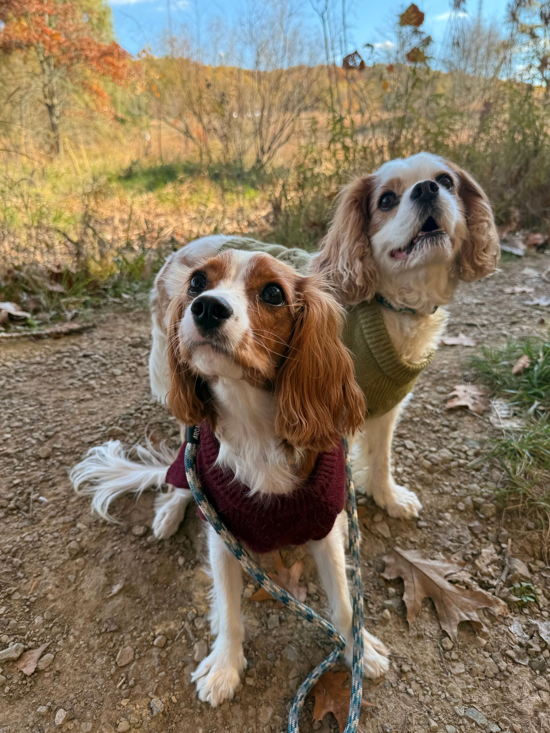 Two Cavalier King Charles Spaniels looking up, wearing sweaters, on a dirt path in a wooded area.