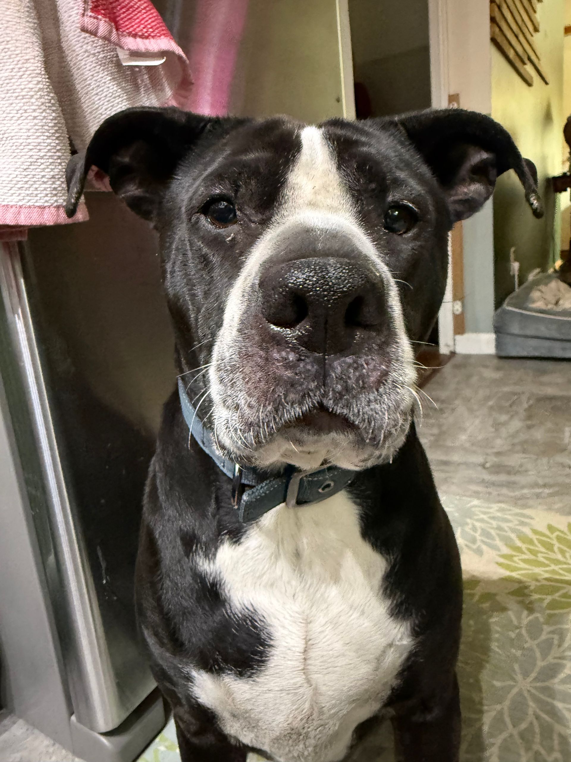 Black and white dog with a blue collar stares directly at the camera, indoors.