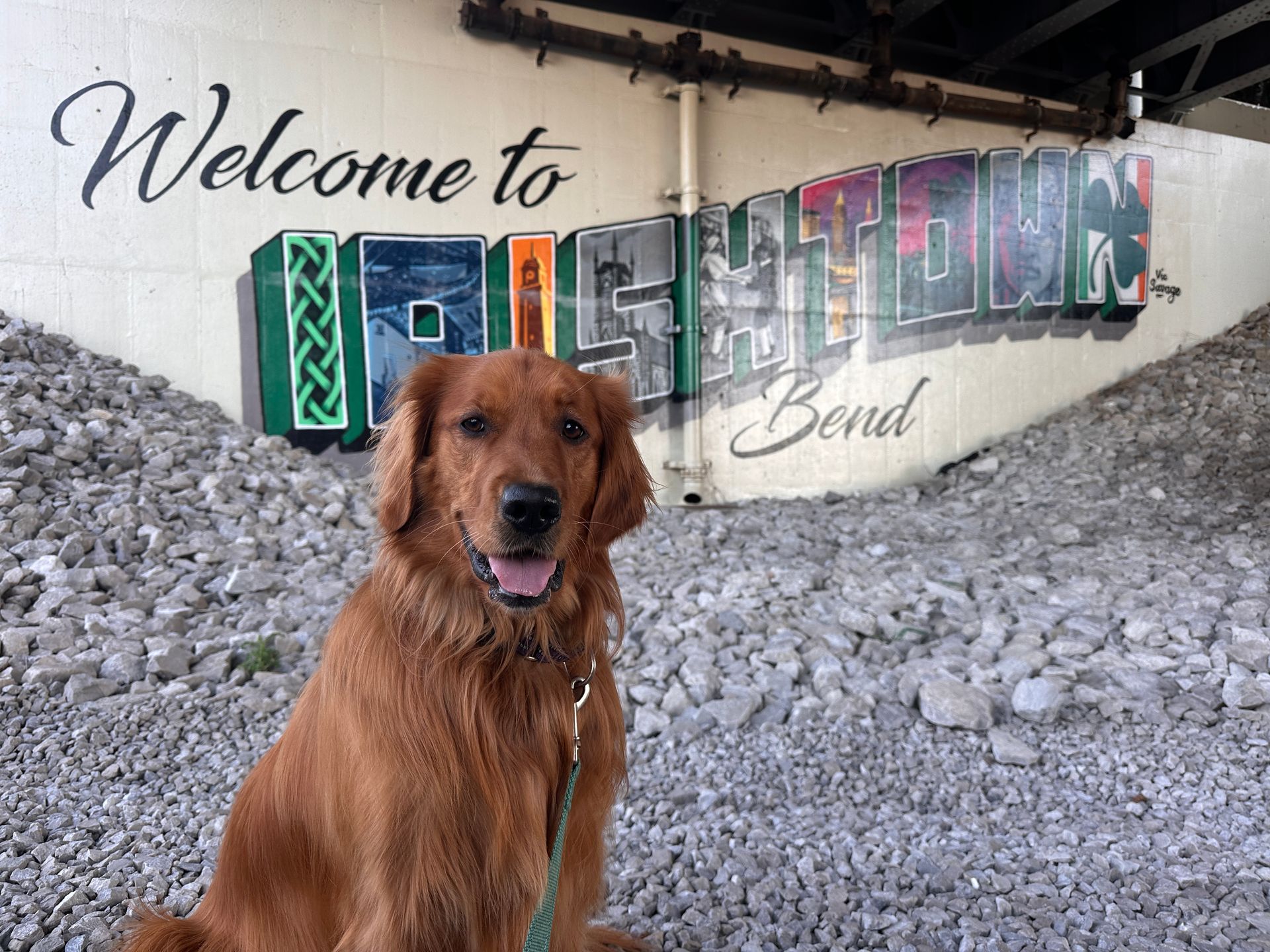 Red retriever sits in front of a “Welcome to Irish Town Bend” mural.