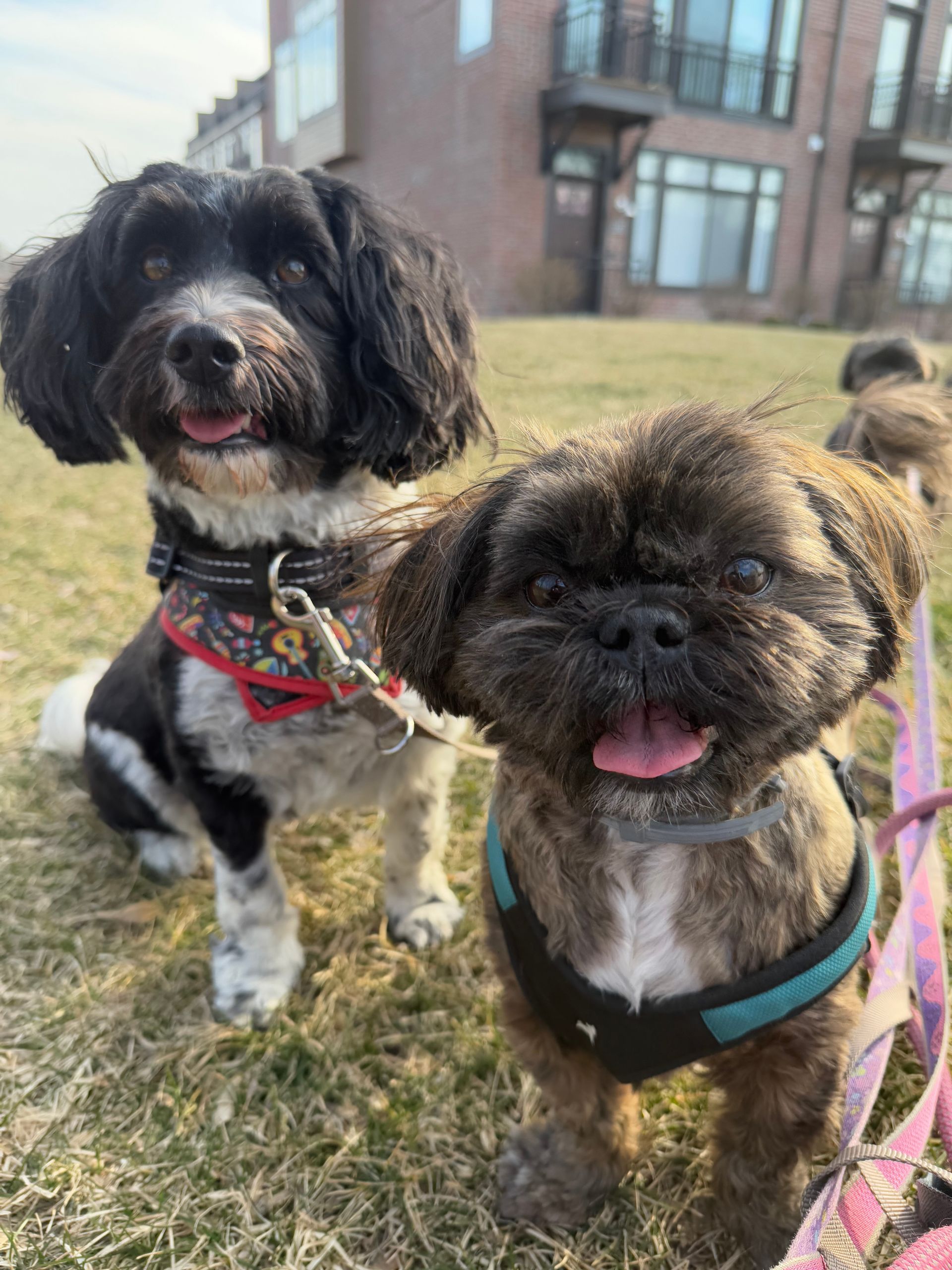 Two small dogs on leashes, one black and white, the other brown, panting happily outdoors.