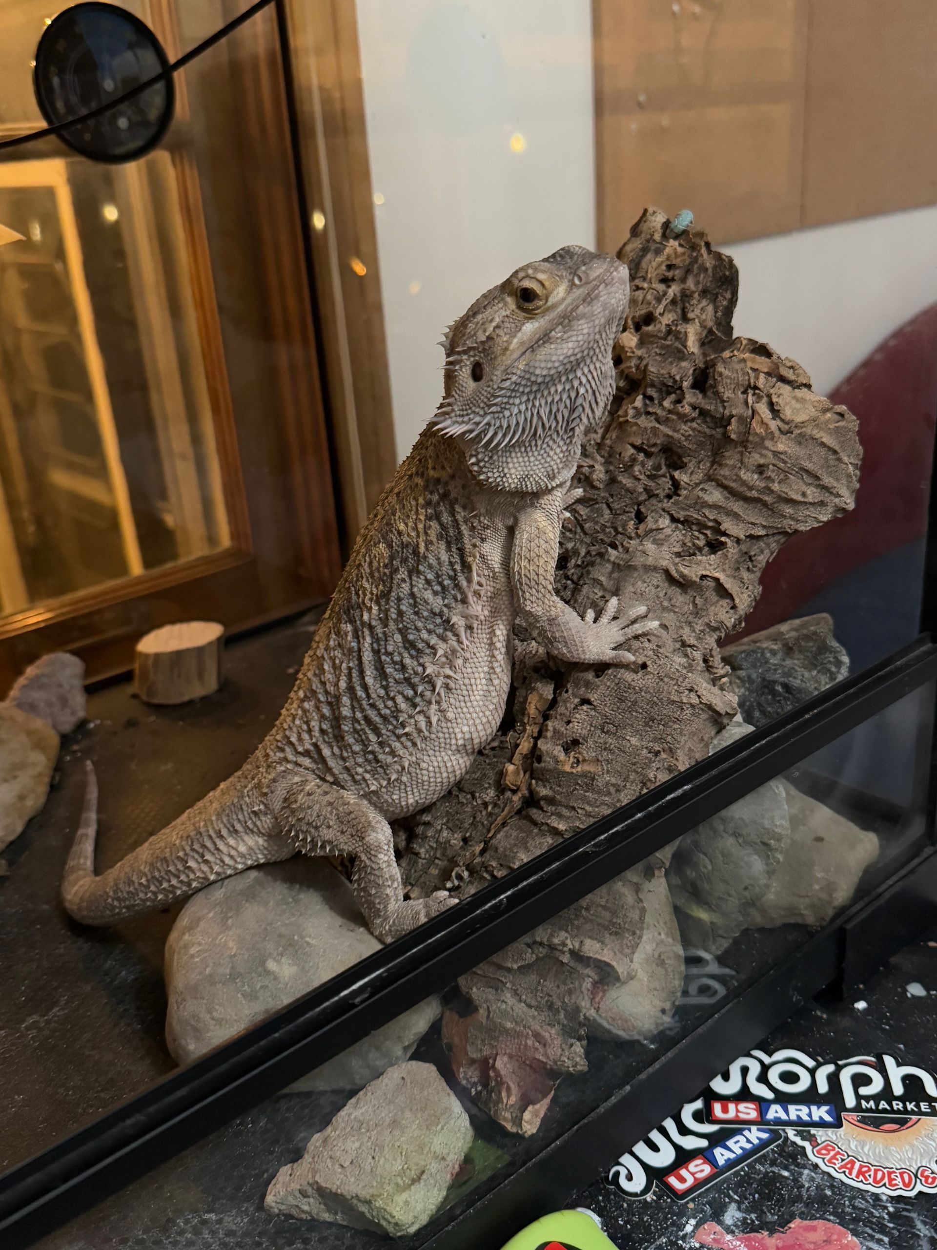 Bearded dragon perched on a cork and rocks inside a glass terrarium.