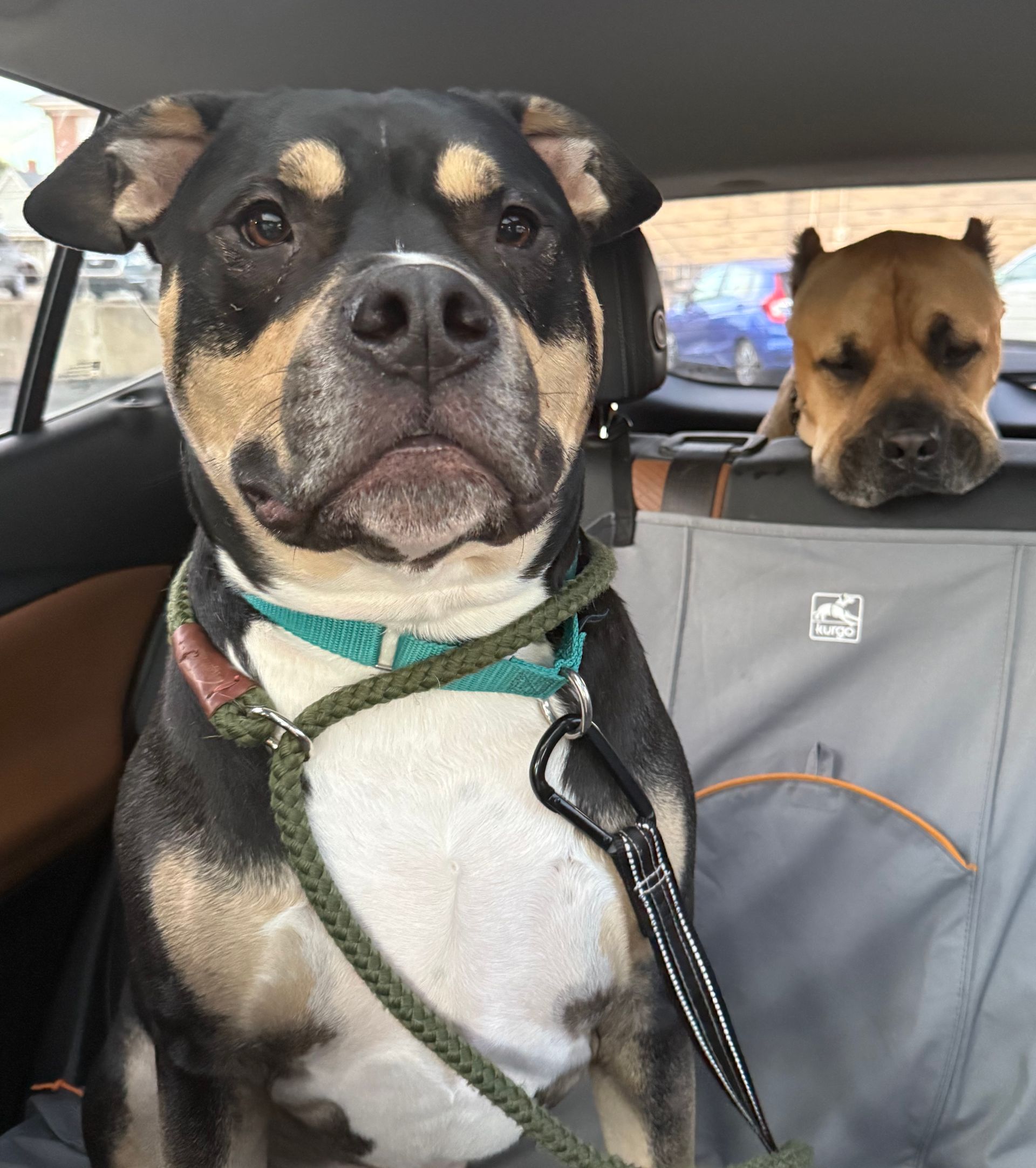Two dogs in a car; one black and tan with a serious expression, the other brown, peeking over the seat.