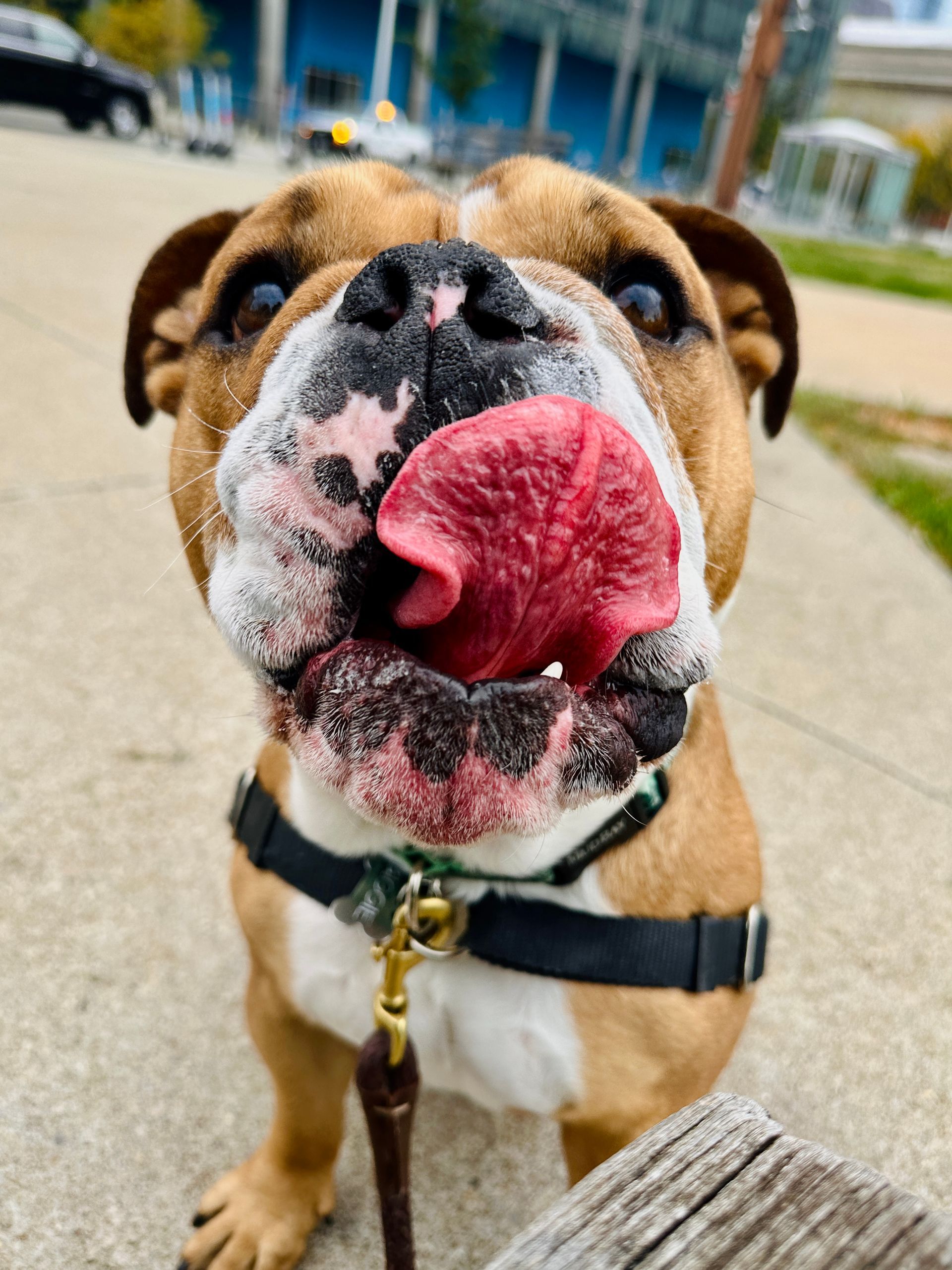 English Bulldog with tongue out, wearing a harness. Brown and white fur, outdoor setting.