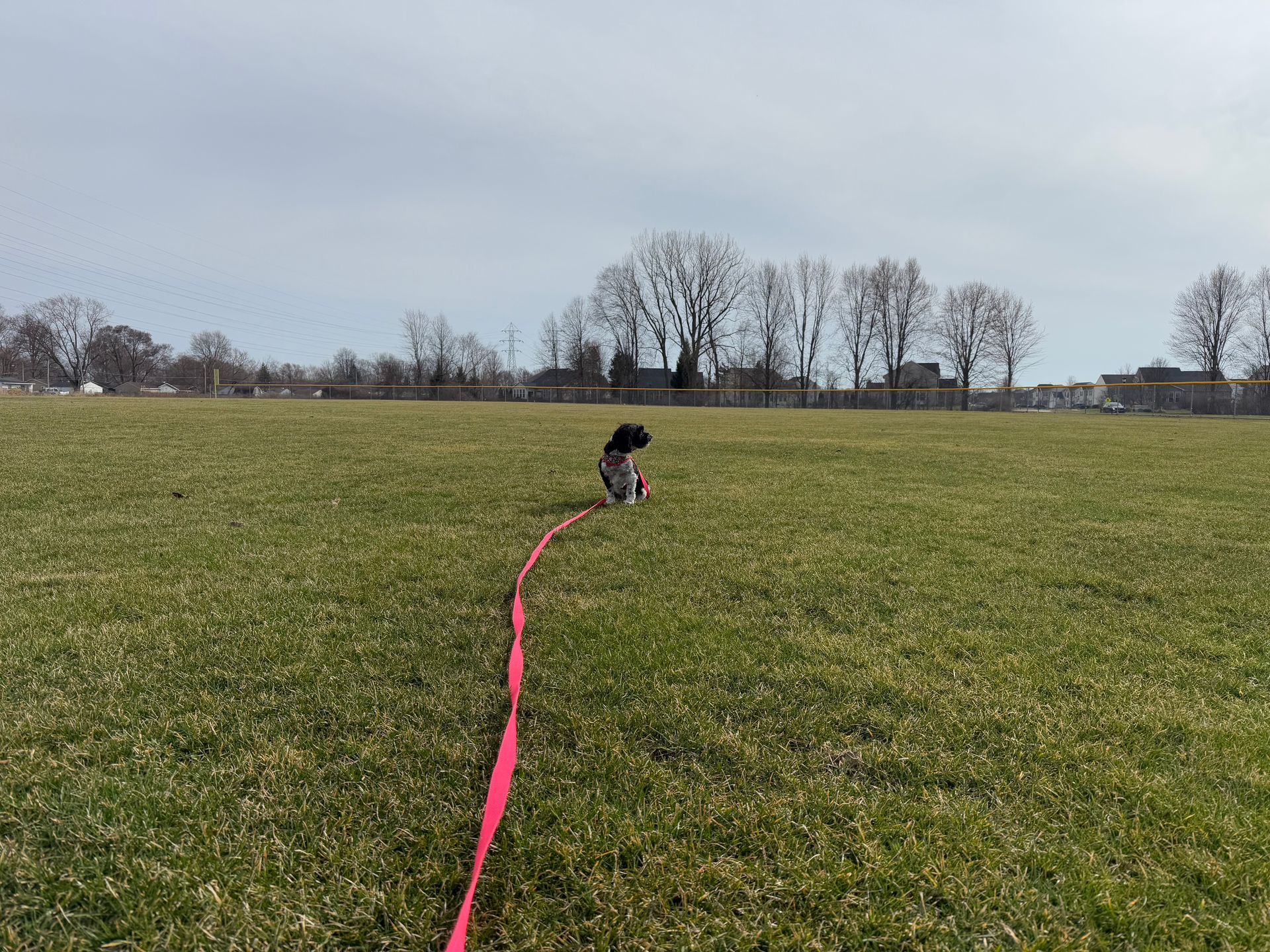 Dog on a pink leash in a grassy field on a sunny day.
