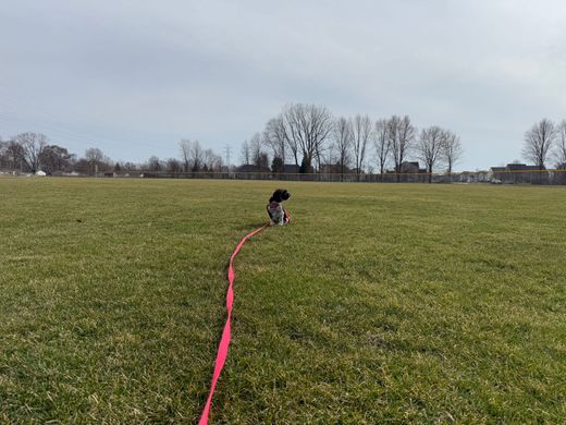 Dog on a pink leash in a grassy field on a sunny day.