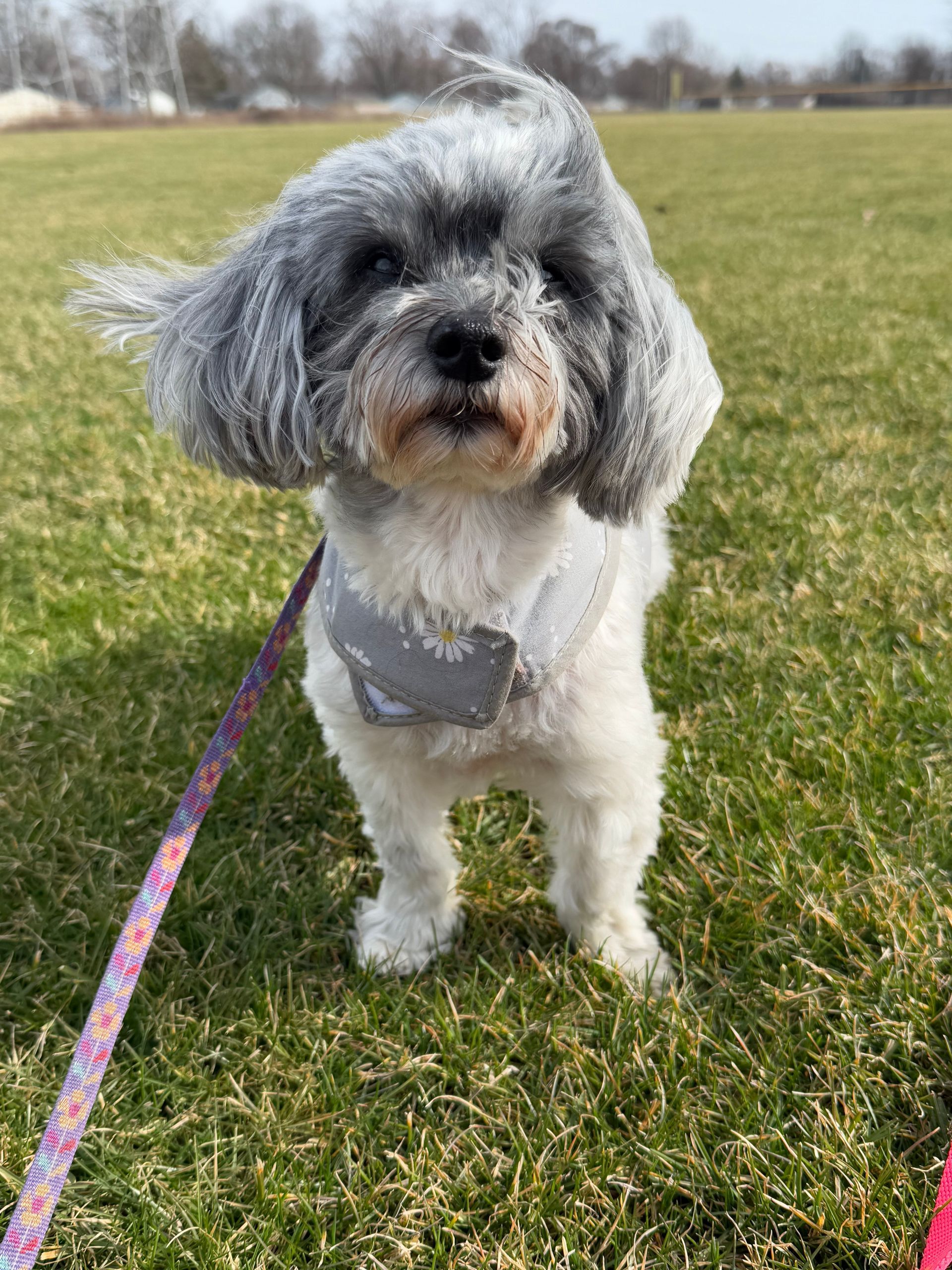 Small, gray and white Havenese dog on a leash in a grassy field, wearing a harness.