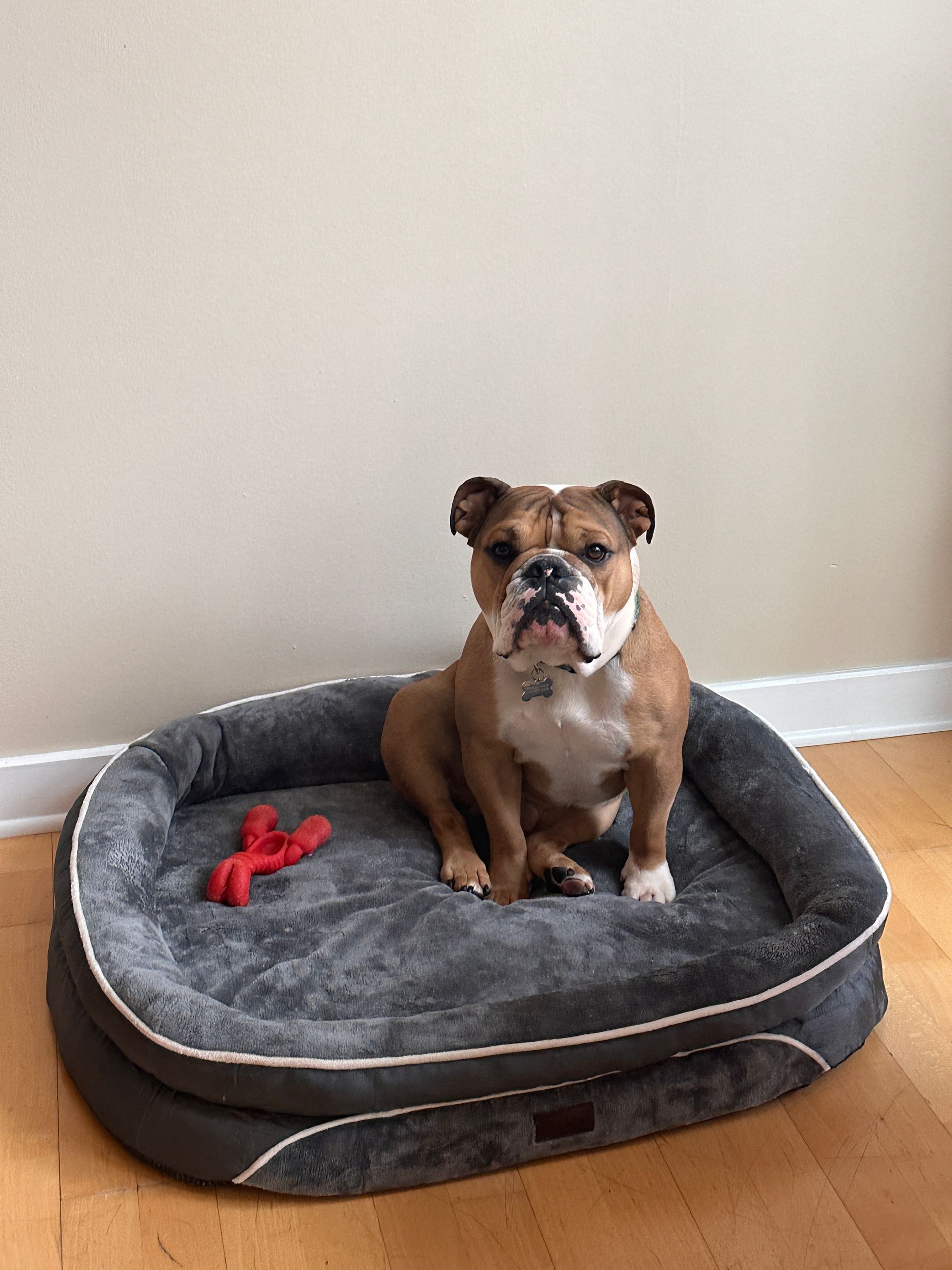 English bulldog sitting in gray dog bed with a red toy, beige wall.