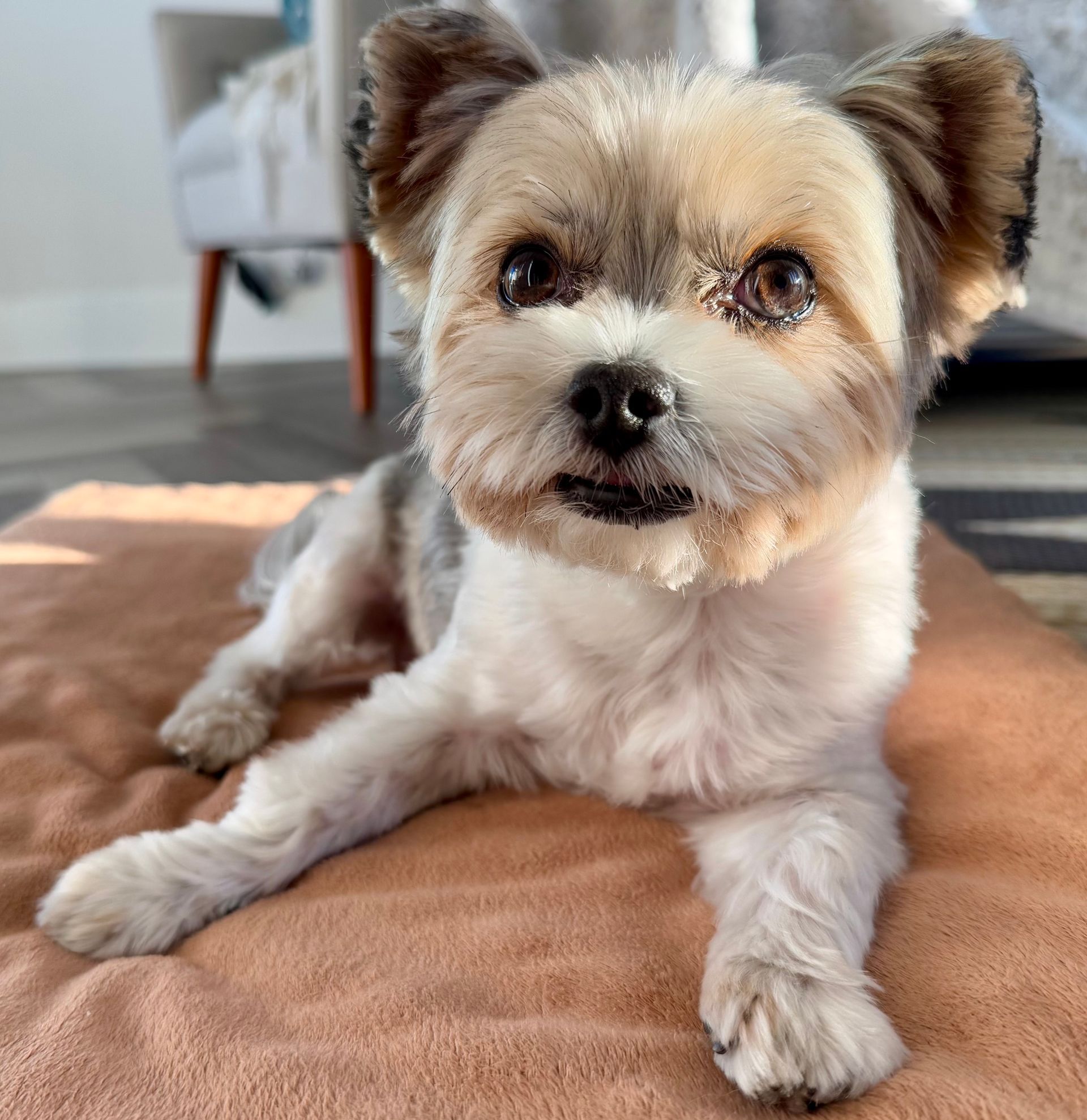 Biewer Terrier with brown, tan, and white fur, lying on a brown bed looking at the camera.