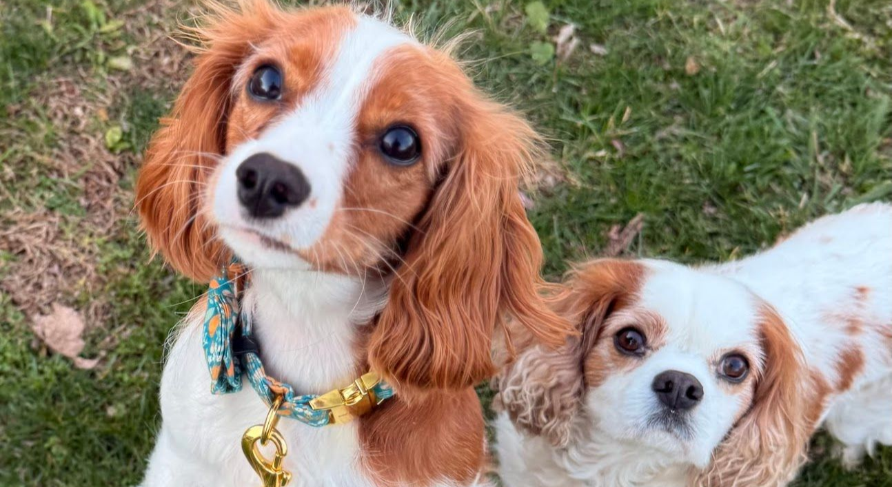 Two Cavalier King Charles Spaniel dogs looking at the camera. 