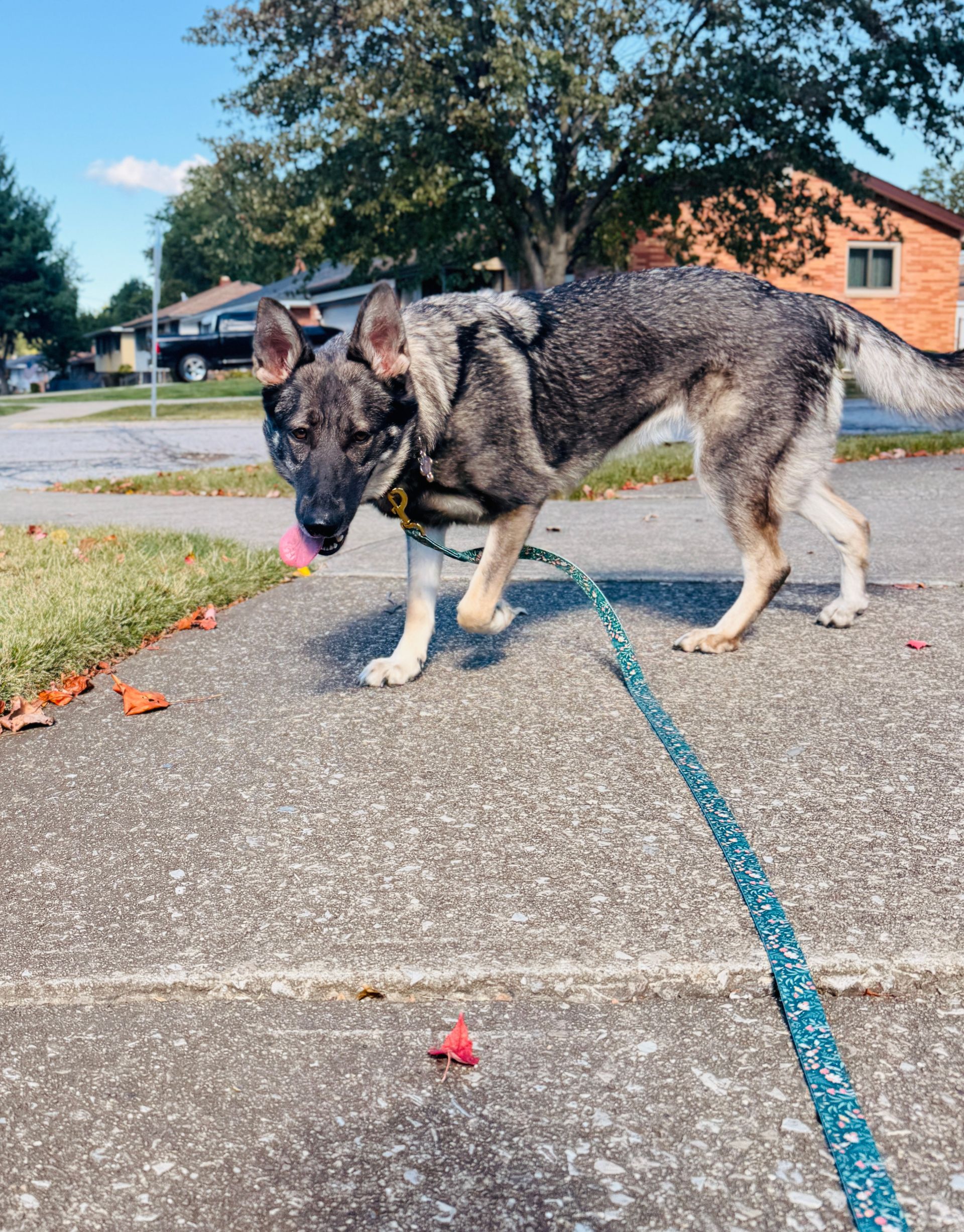 German Shepherd dog on a leash walking on a sidewalk, tongue out. Suburban setting with houses and trees.