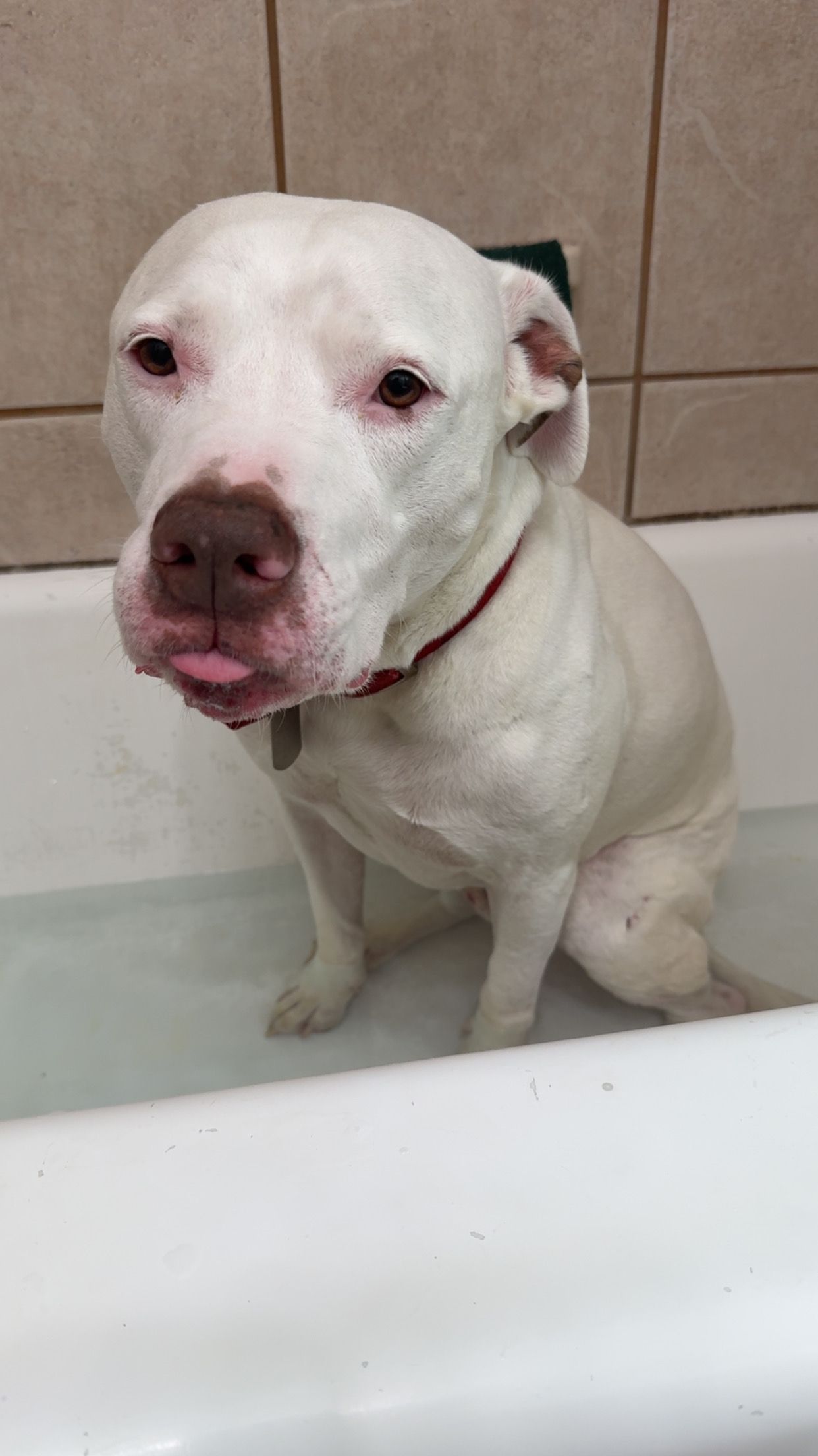 White dog in bathtub with tongue sticking out, looking displeased.