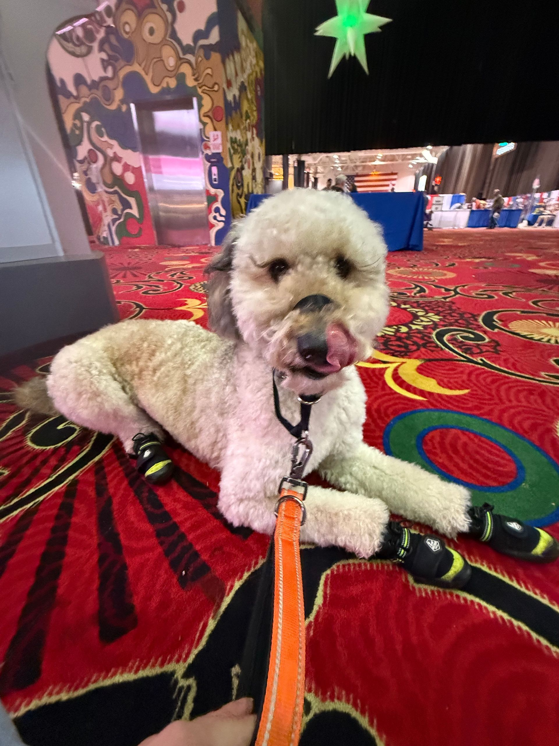Dog with booties, lying on red carpet with orange leash. Licking its nose, it looks at the camera. Indoor setting.