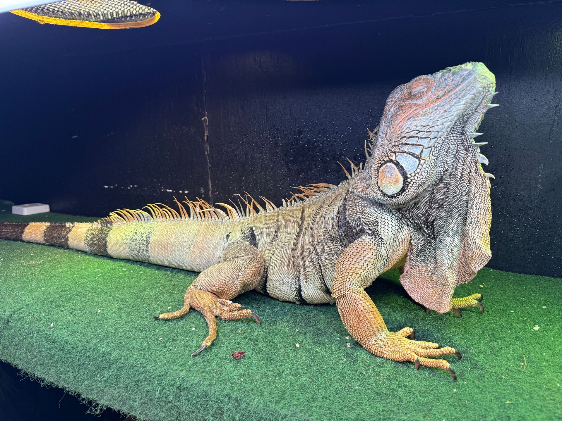 Green iguana with a large dewlap resting on green carpet.