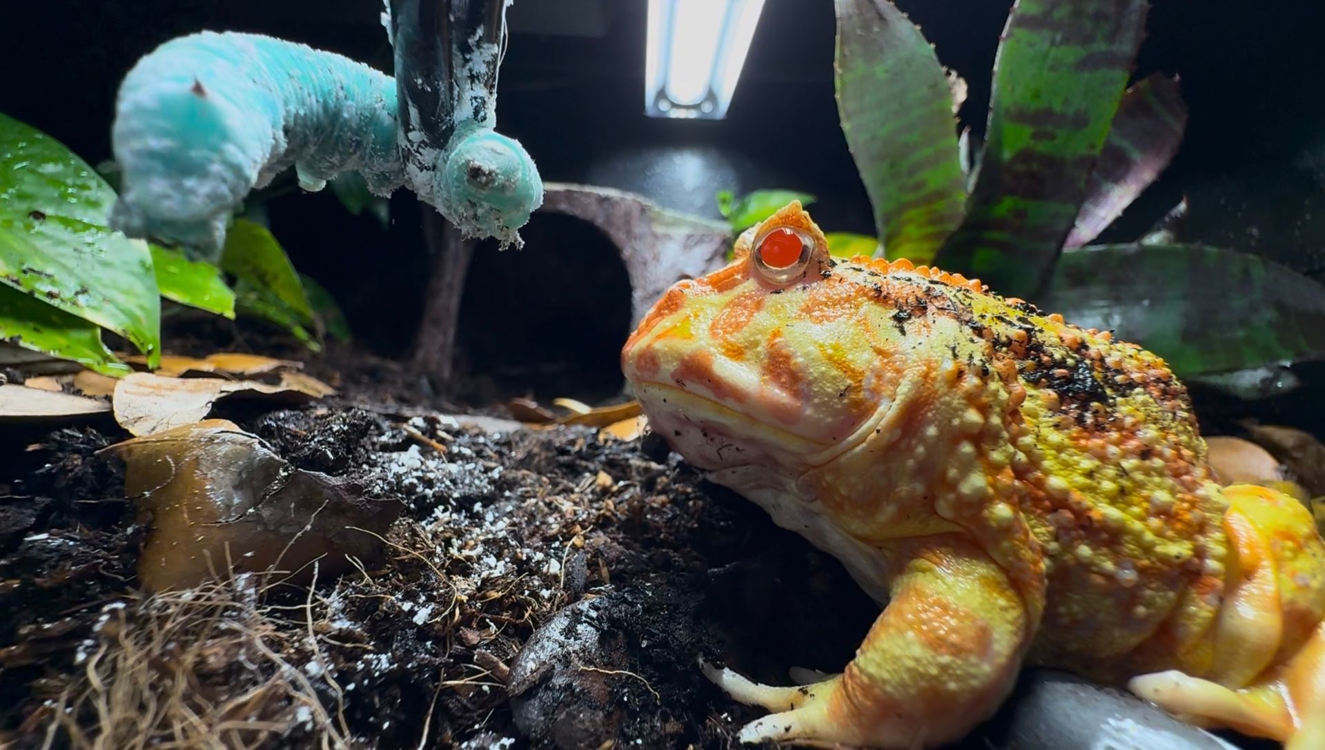 Orange frog in terrarium looking at a large turquoise caterpillar.