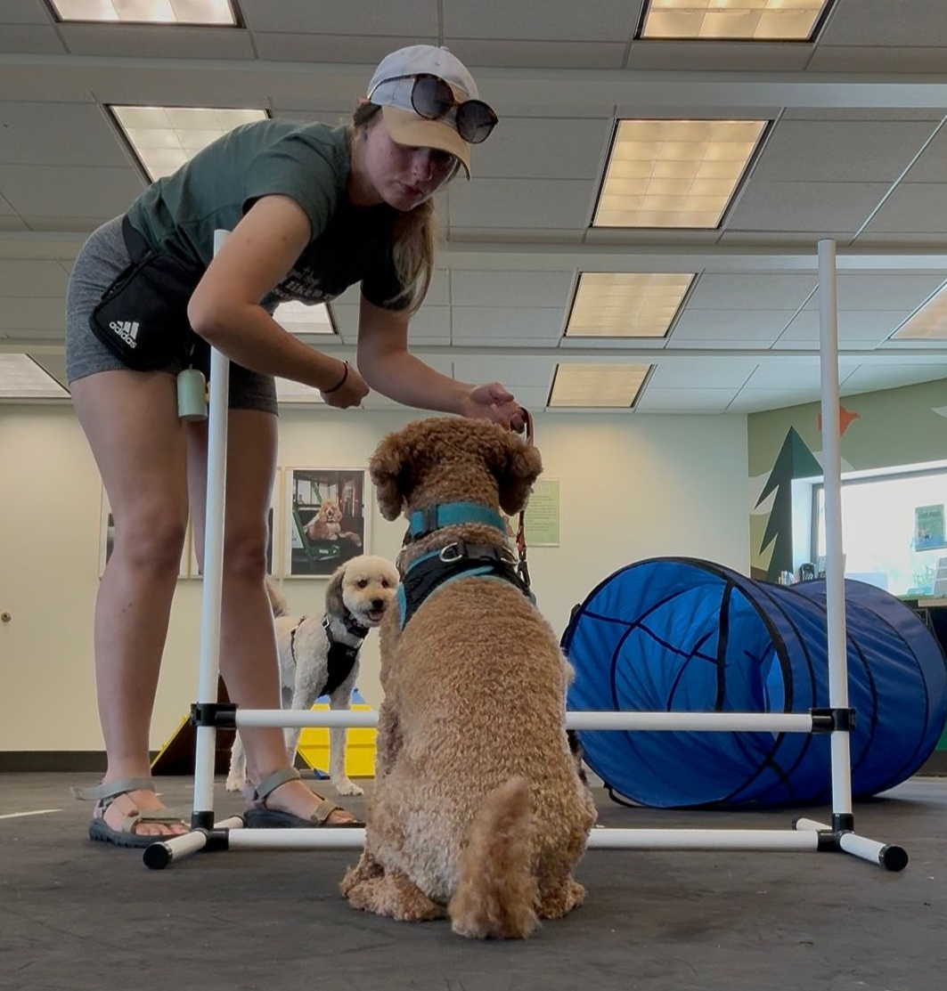 Lex training a dog through a white hurdle jump in a room. Another dog watches. Blue tunnel is in background.