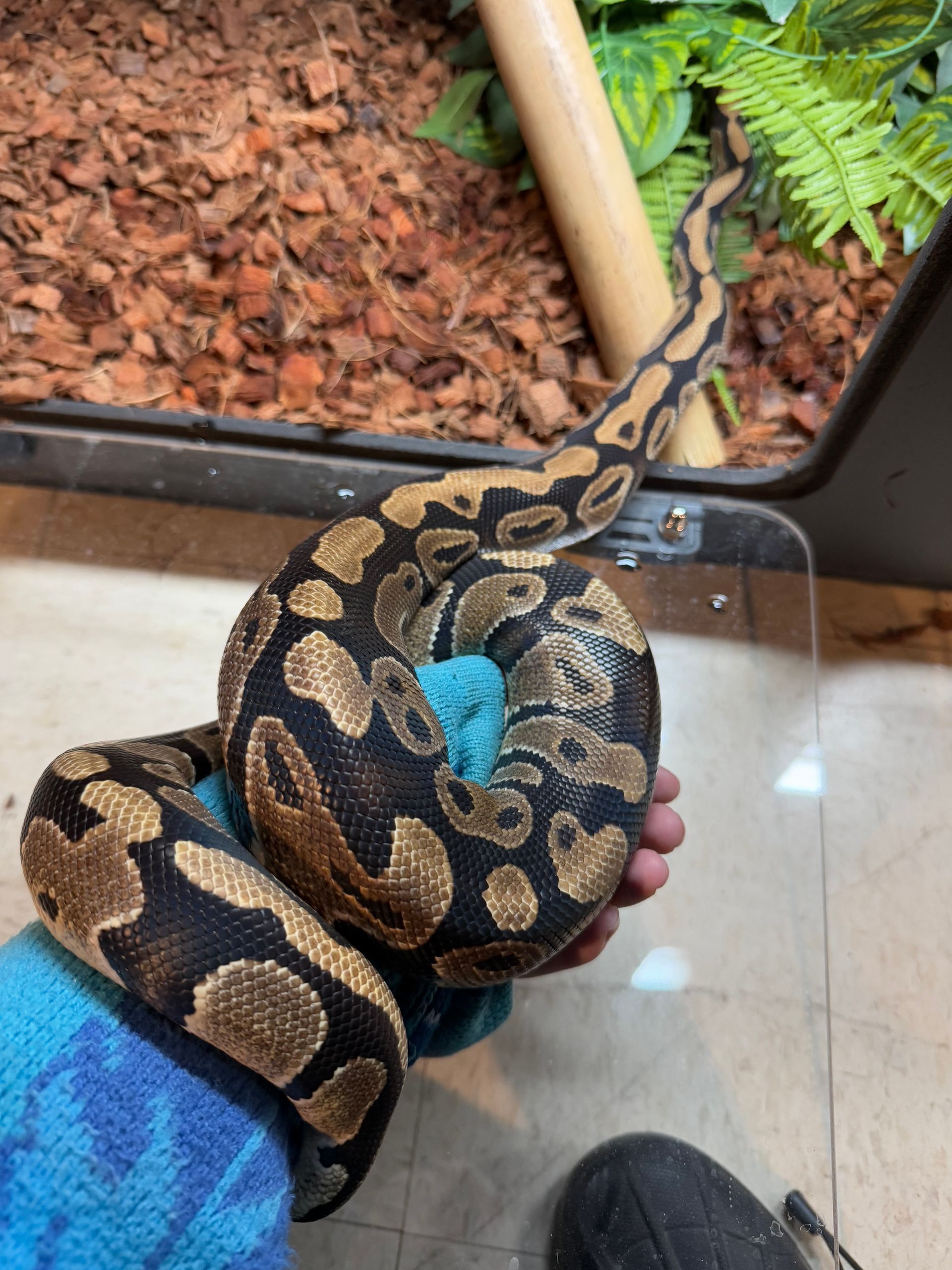 Ball python coiled in a person's hand, displaying dark brown and tan patterns.