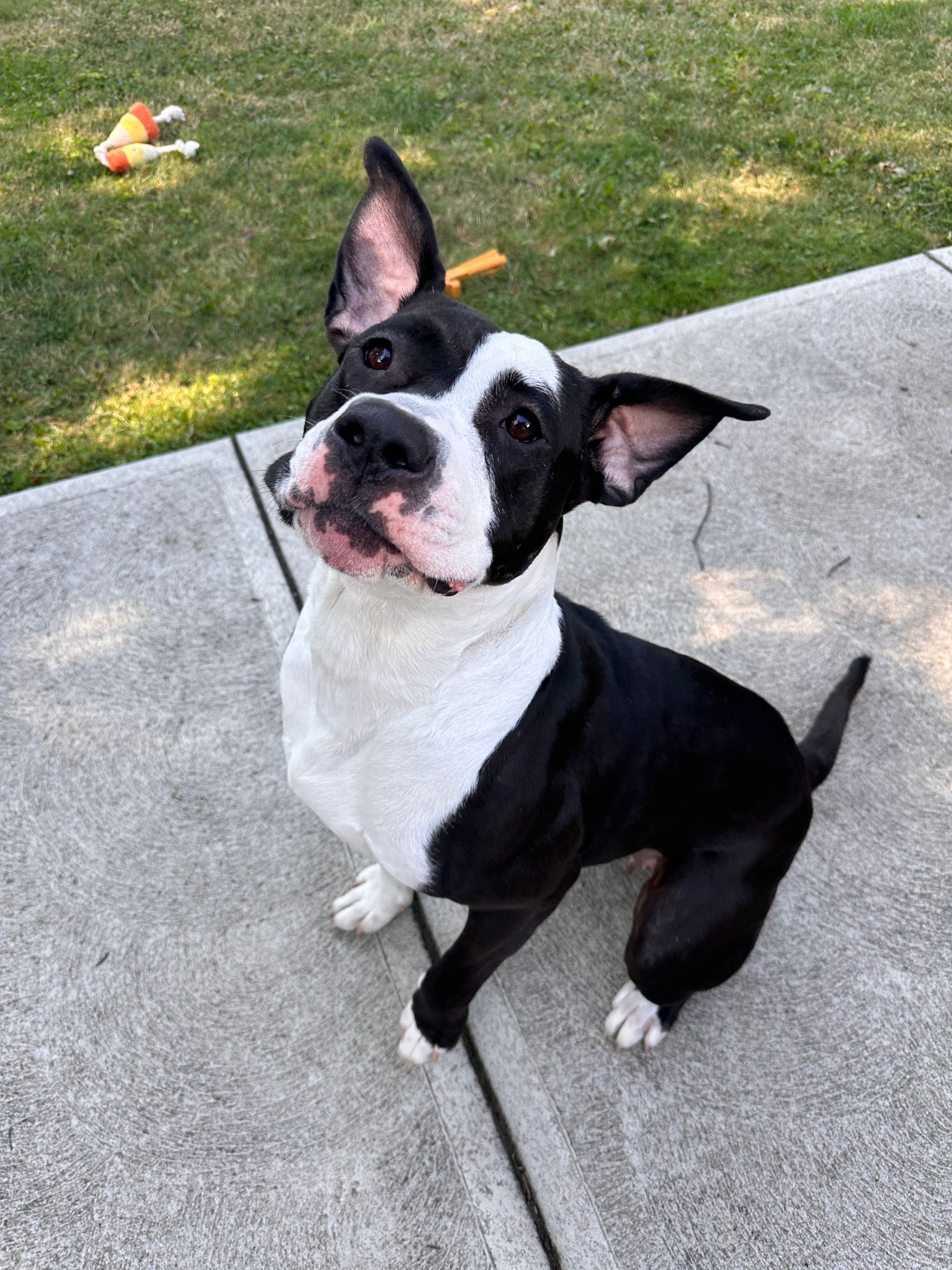Black and white dog sitting on concrete, looking up with a playful expression.