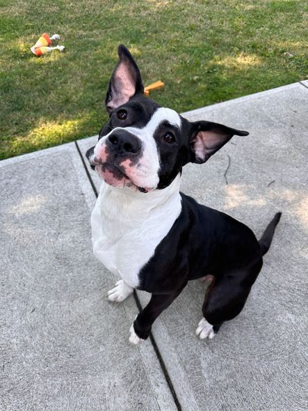 Black and white dog sitting on concrete, looking up with a playful expression.