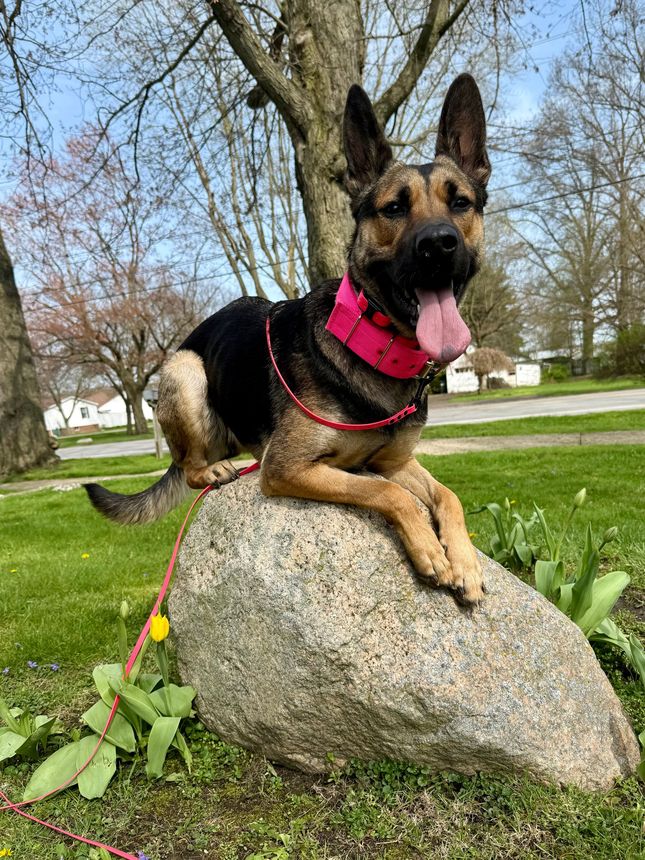 German Shepherd dog with pink collar, panting, perched on a large rock in a grassy area.