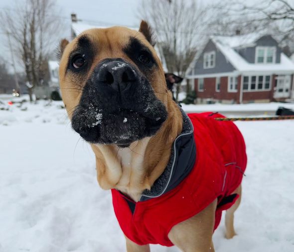 Dog in a red coat with snow on its nose in front of a snowy yard and houses.