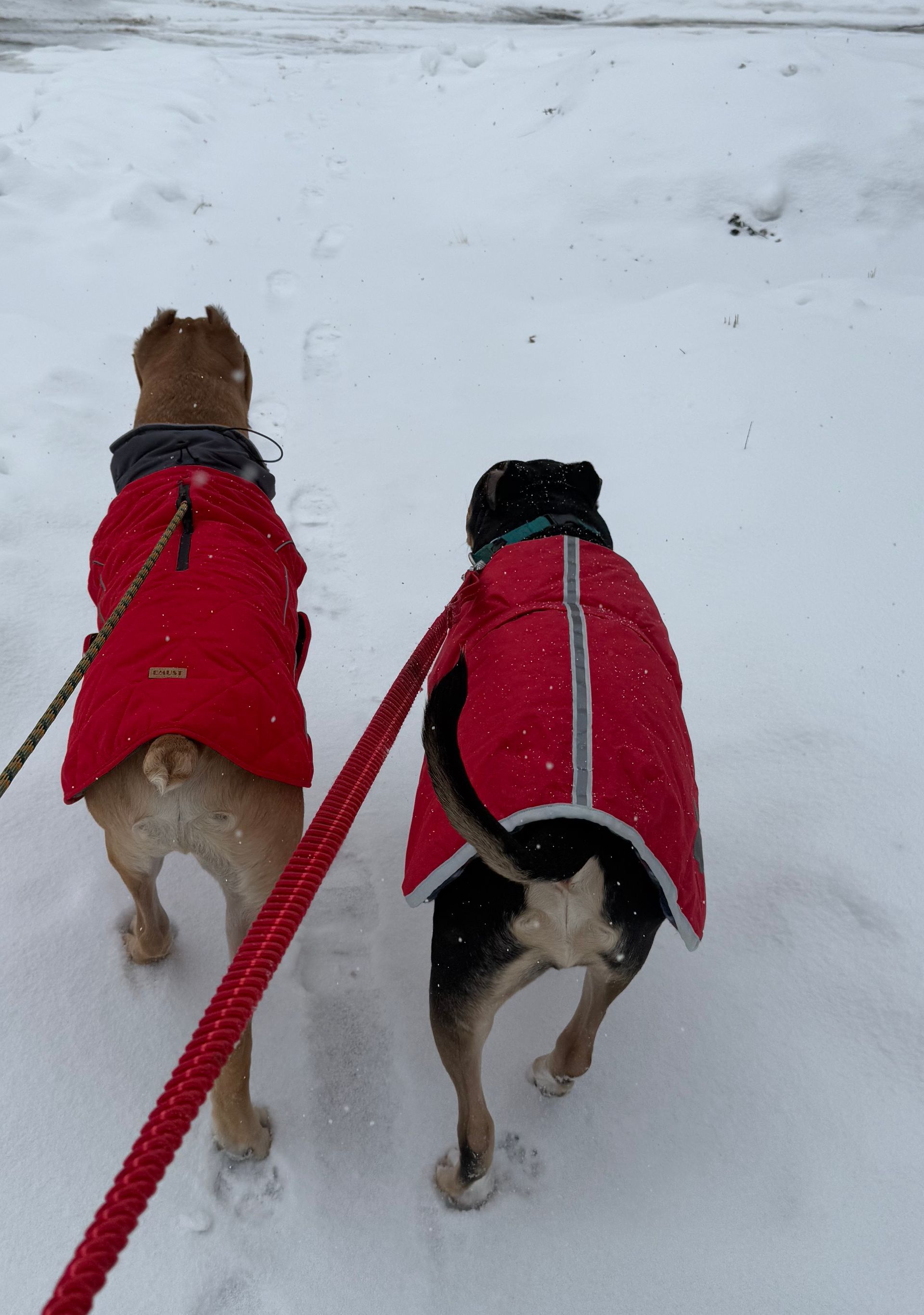Two dogs in red coats walk on a snowy path, seen from behind.