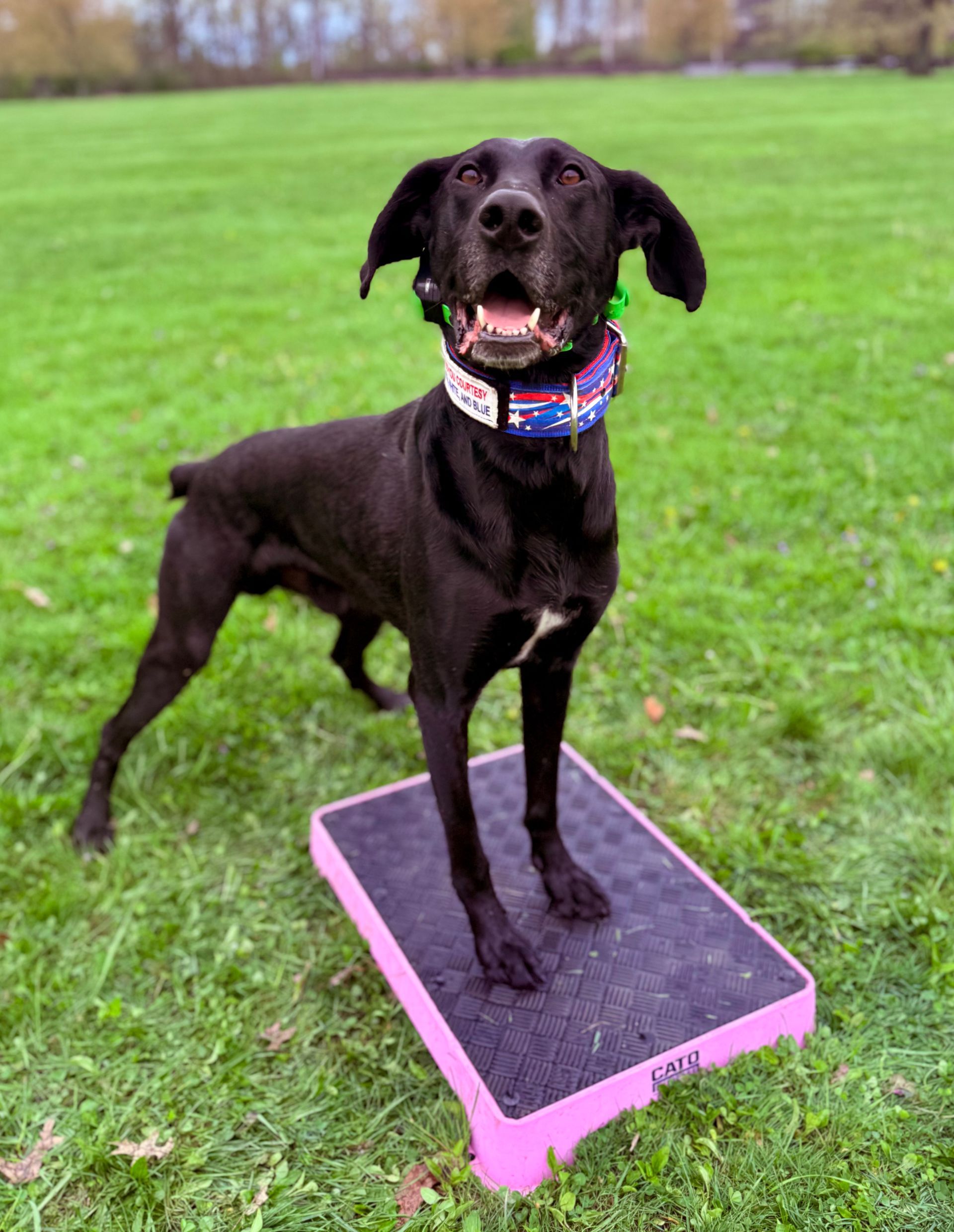 Black GSP dog with open mouth wearing a decorated collar stands on a pink platform, cato board, in grassy park.