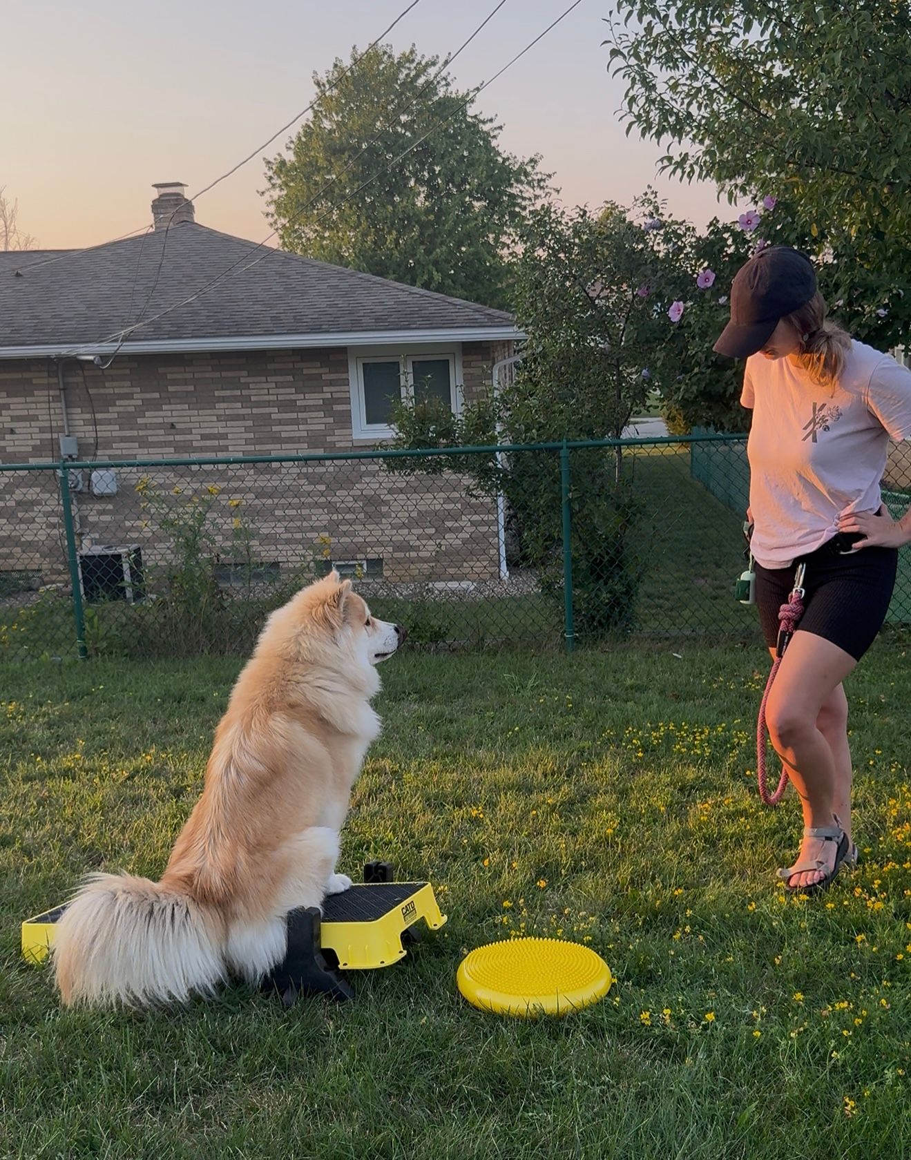 Dog sitting on a training platform, cato board, looking at a lex in a yard during a training session.