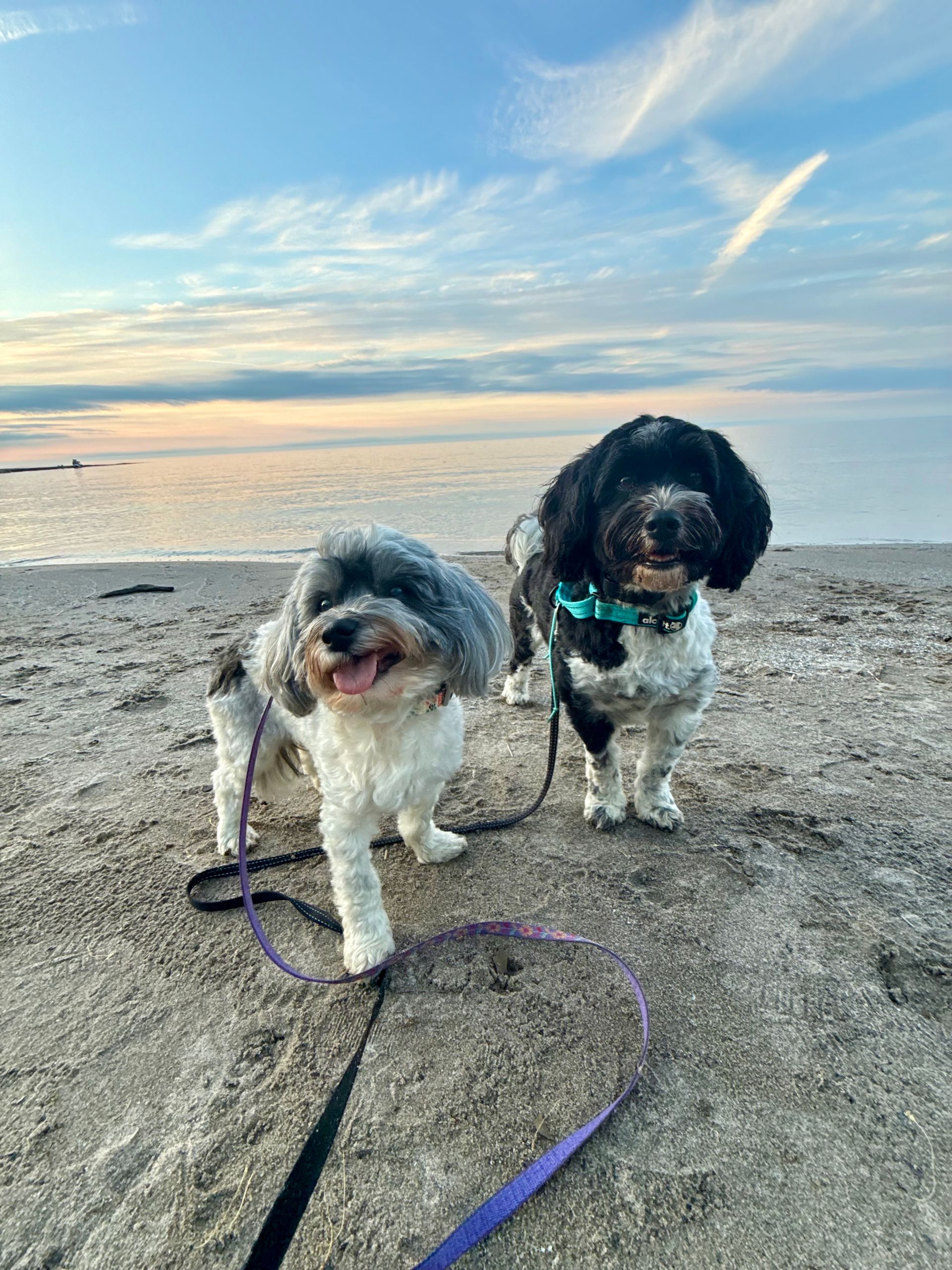 Two dogs on a sandy beach.
