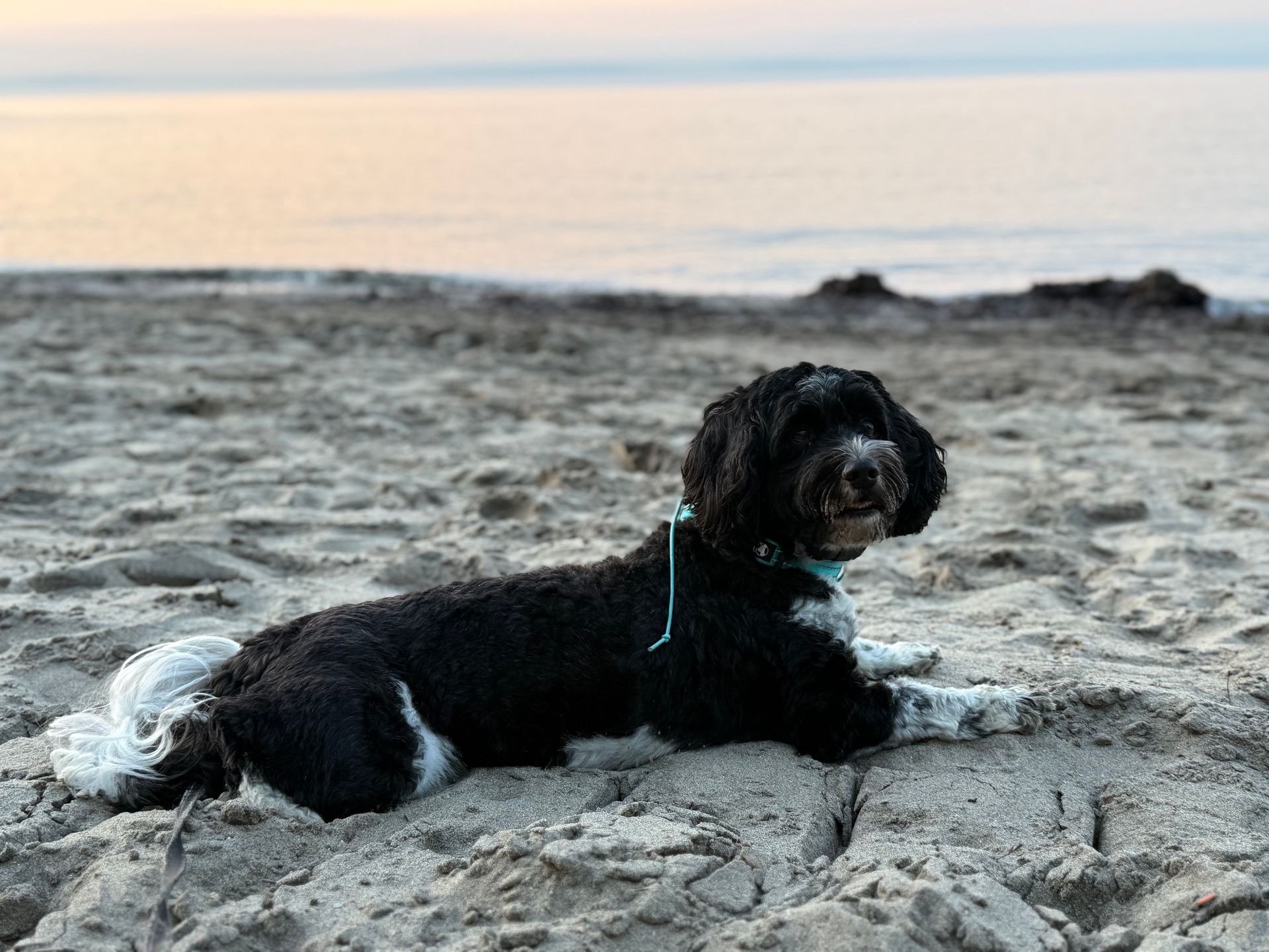 Dog with black and white fur rests on sandy beach, ocean in background.